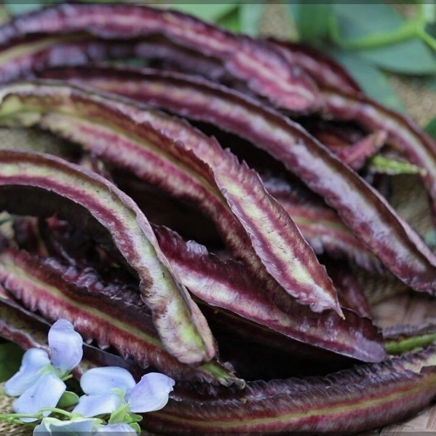 YEGAOL Garden – Semillas de frijol aladas moradas Psophocarpus Tetragonolobus, sabor único, valor nutricional, culinario, libre de OGM, para jardín,