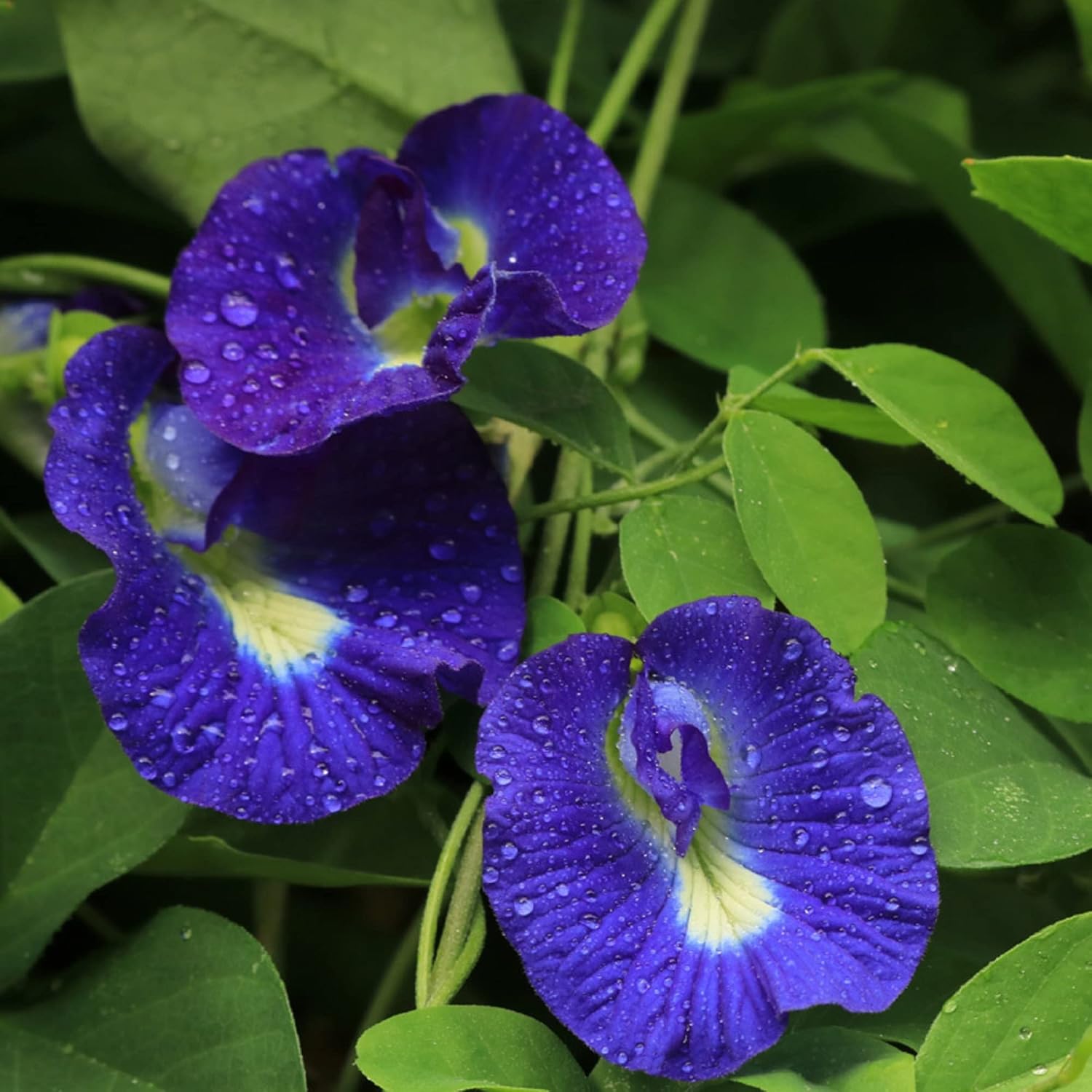 CHUXAY GARDEN 10 semillas de ternata de clitoria azul, alas de paloma asiáticas, Bluebellvine, guisante azul, guisante mariposa, guisante cordofan,