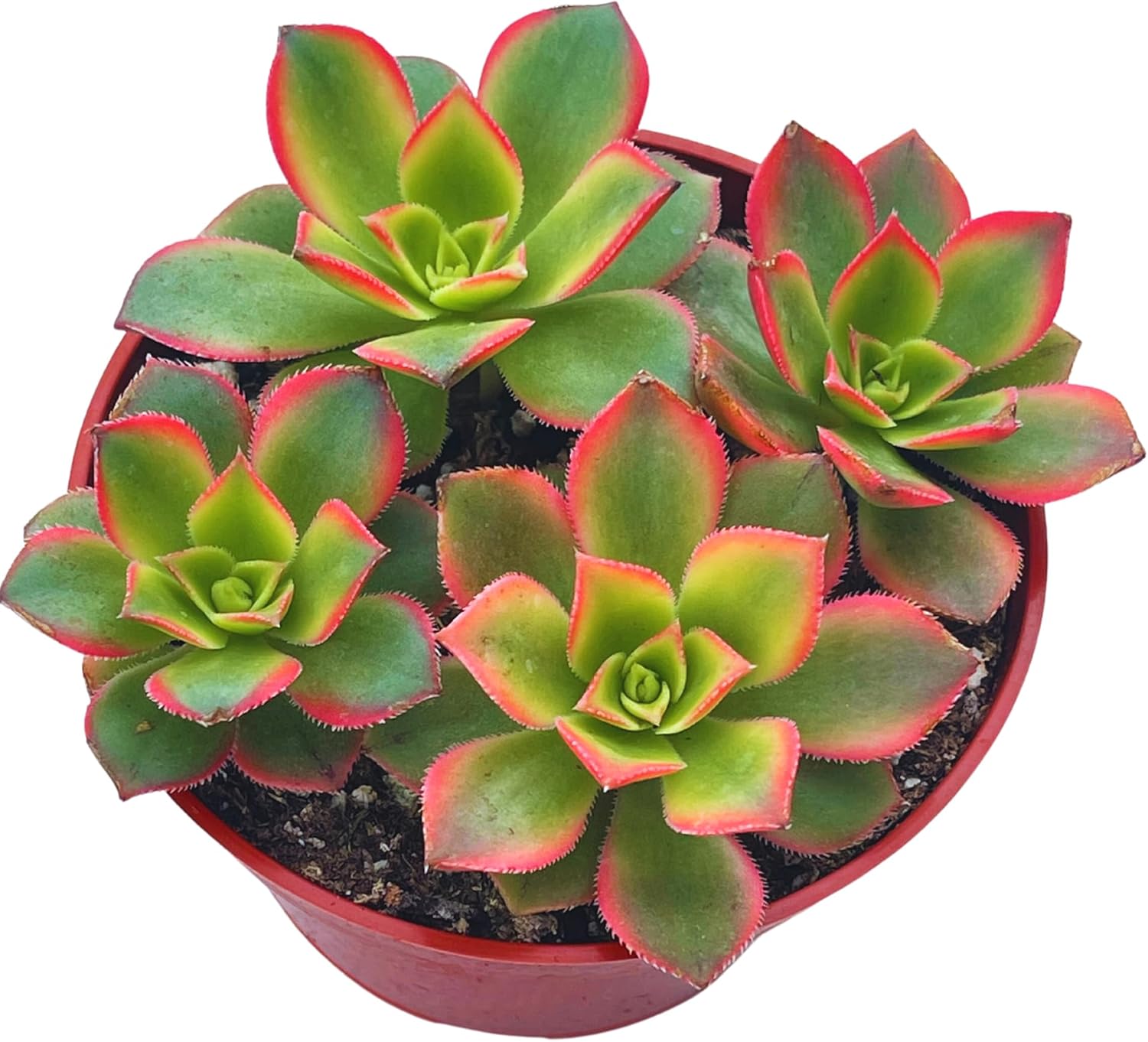 Suculentas vivas de 4 pulgadas Aeonium Kiwi, plantas suculentas vivas completamente arraigadas para decoración del hogar y la oficina, proyectos de
