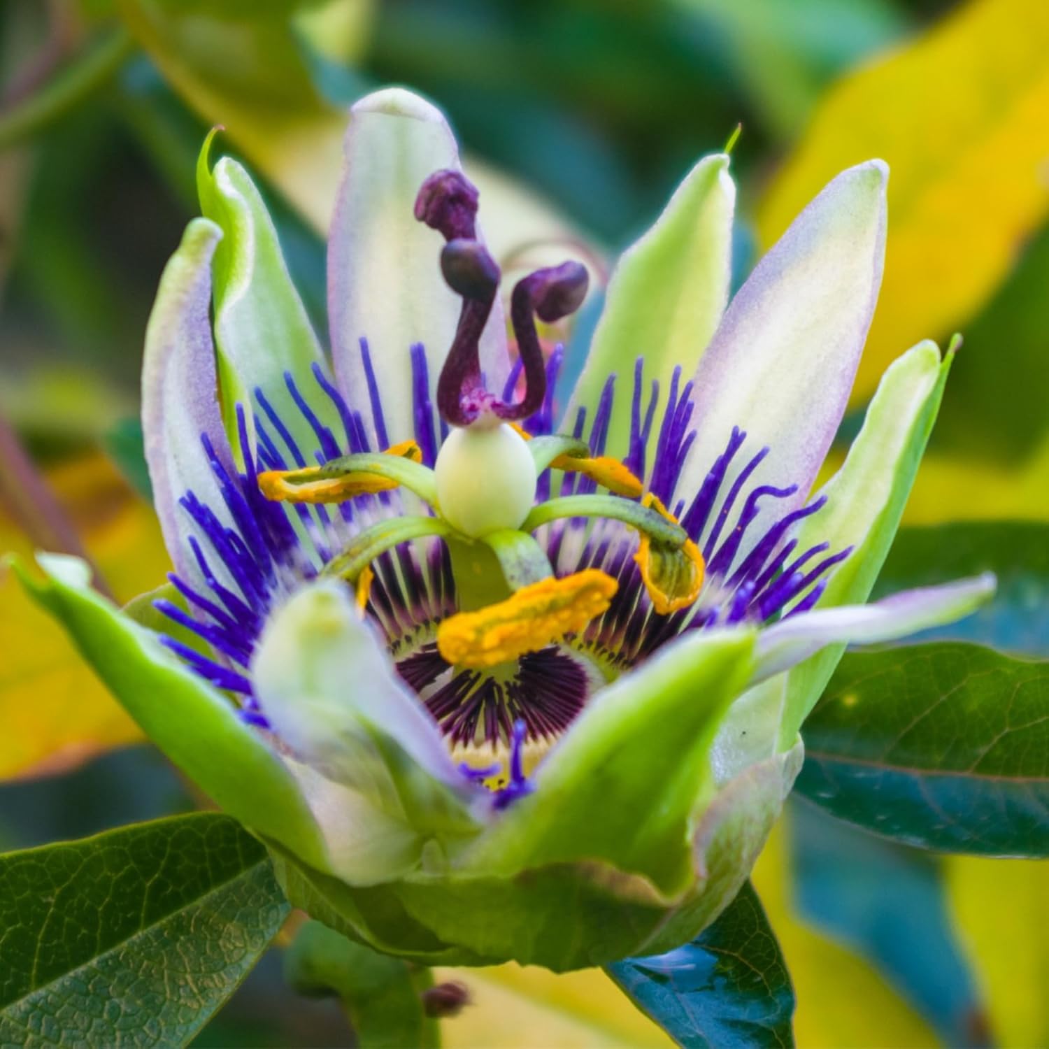 Seed Needs, Royal Blue Semillas de flor de la pasión  100 semillas tradicionales para plantar passiflora caerulea  vid tropical polinizada abierta