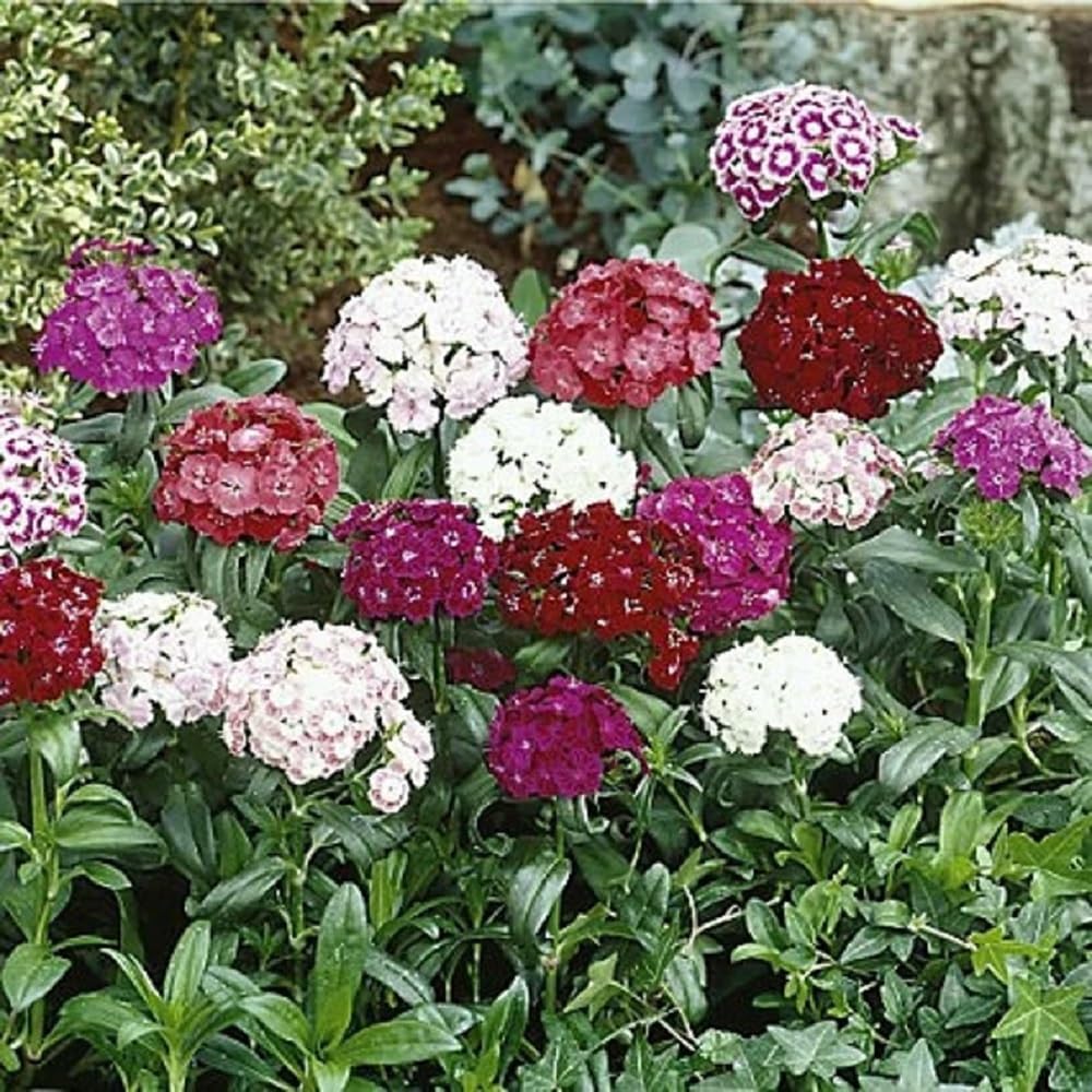 Sweet William Flowers 100+ semillas, hermosos racimos