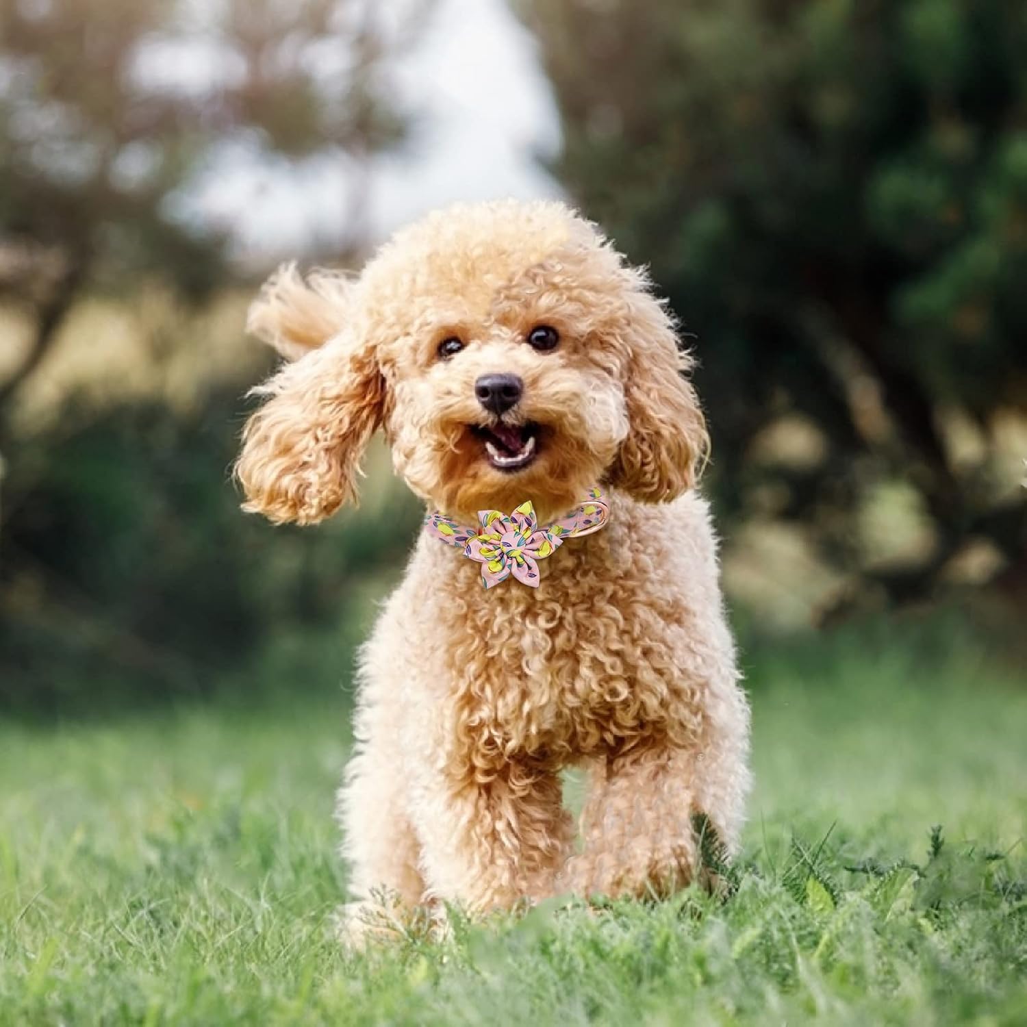 Juego de collar y correa para perro con pajarita, collar de perro con flor desmontable con placa de identificación para perro, hebilla dorada fuerte