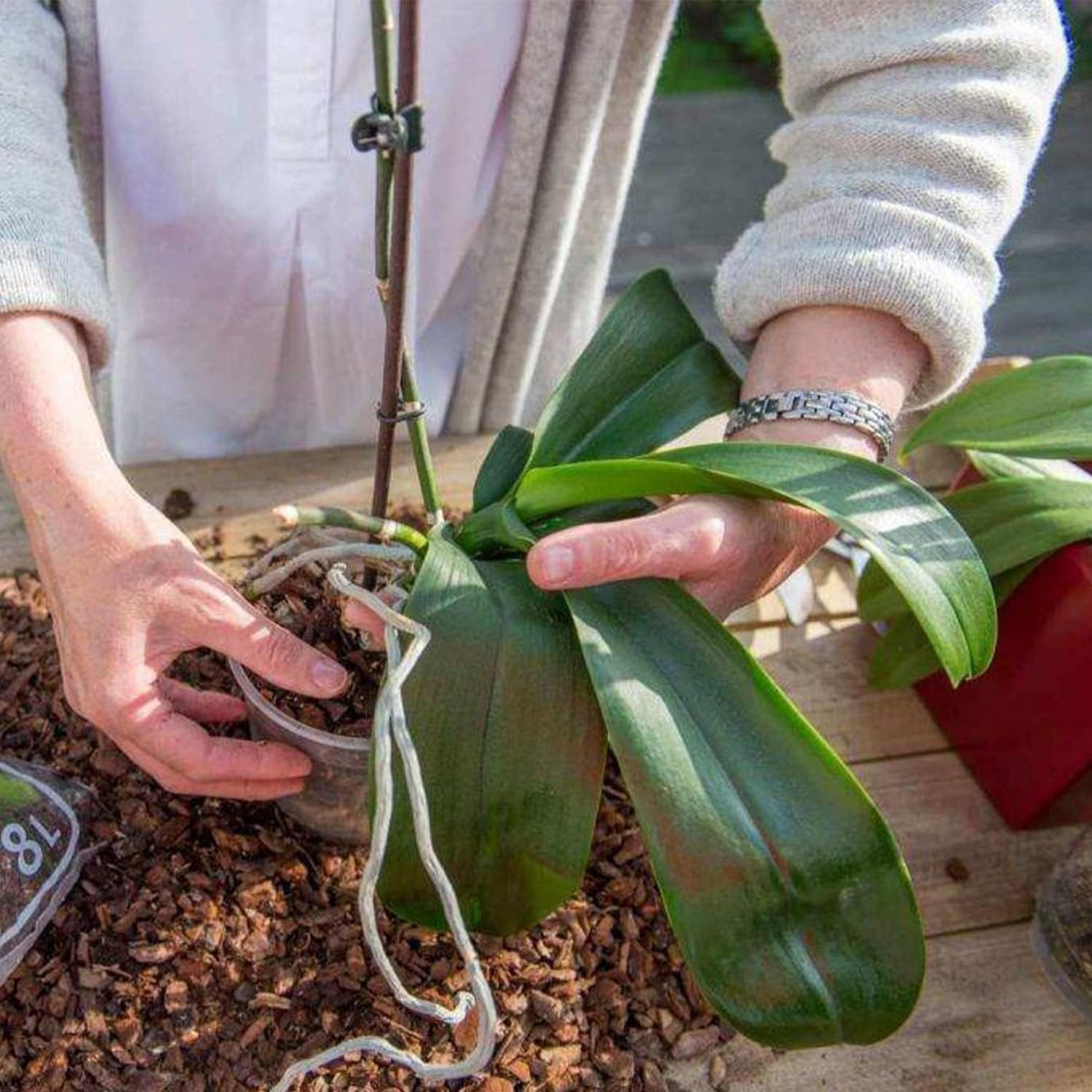 Doter Corteza orgánica para macetas de orquídeas de 10 cuartos de galón, trozos destacados para enmienda de suelo de jardín para el desarrollo
