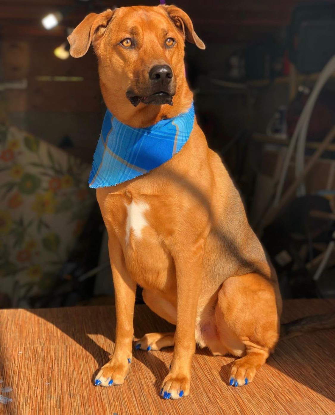 Warren London Pawdicure – Bolígrafos de esmalte de uñas para perro, fabricados en Estados Unidos, secado rápido, bajo olor, accesorios no tóxicos