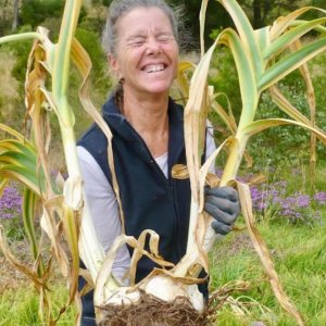 Bombilla de ajo gigante con orejas de elefante vivo de alta calidad  Cada bombilla contiene varios dientes para plantar o cocinar. Bombilla de ajo gigante con orejas de elefante vivo de alta calidad  Cada bombilla contiene varios dientes para plantar o cocinar.