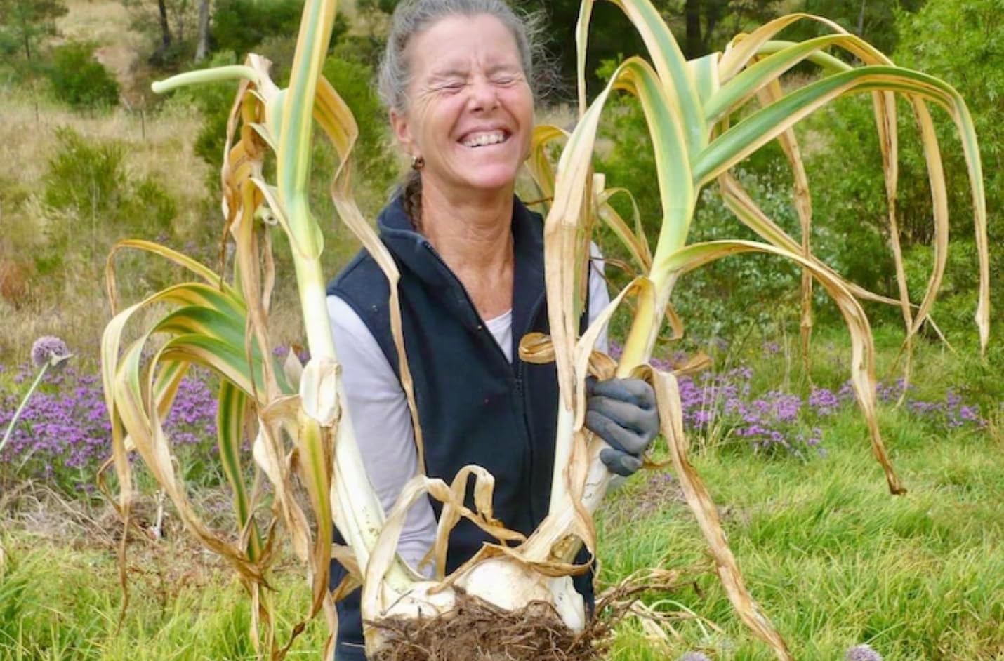 Bombilla de ajo gigante con orejas de elefante vivo de alta calidad  Cada bombilla contiene varios dientes para plantar o cocinar.