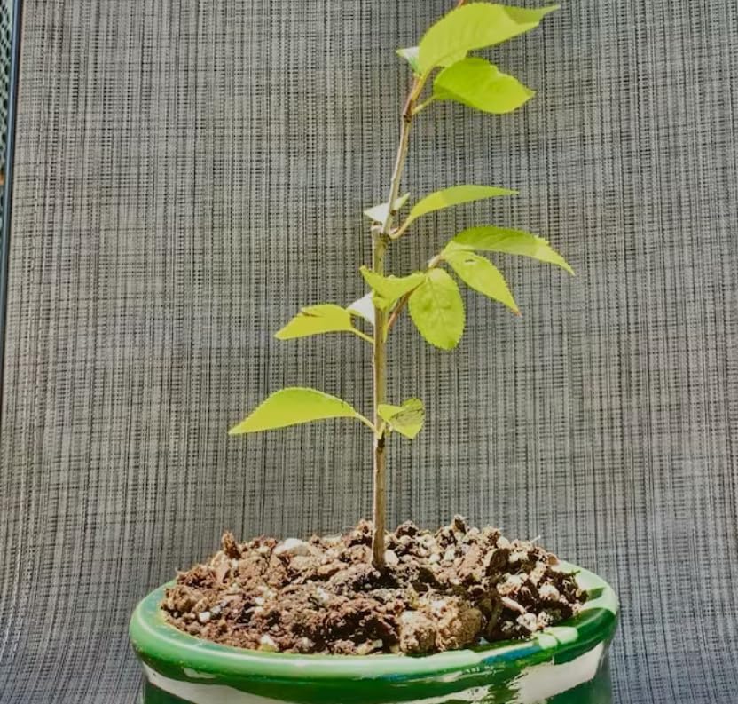 Yoshino Flowering Cherry (YNKS) Árbol de cerezo vivo establecido con raíces – 3 plantas en macetas de 2.5 pulgadas, árbol, fruta, flor, planta