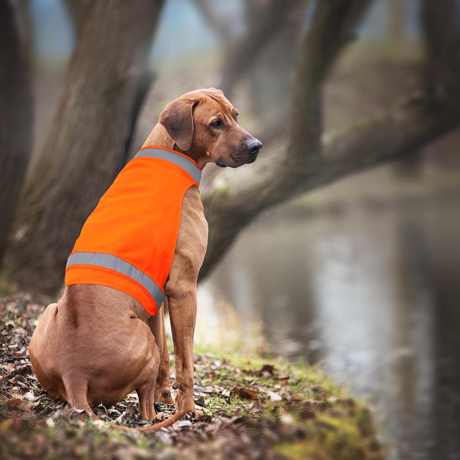 Chaleco reflectante para perro de 2 piezas para caza, chaleco de seguridad para perro naranja brillante de alta visibilidad, chaqueta reflectante