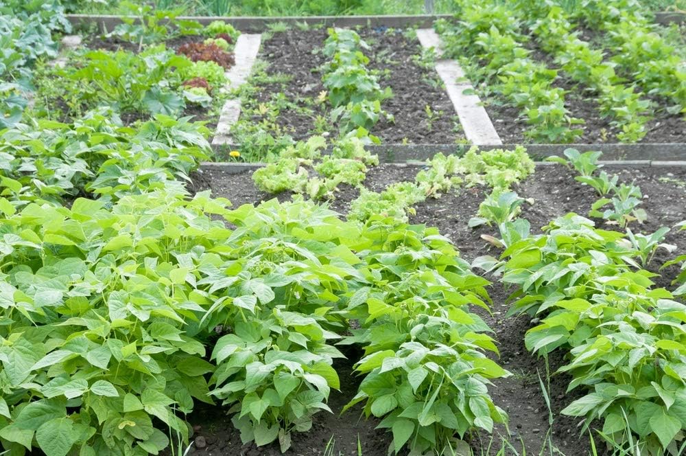 String Bean Bush Blue Lake  Más de 50 semillas +  Semillas sin OMG, semillas de reliquia, cultiva tu propia comida  Semillas de vegetales para