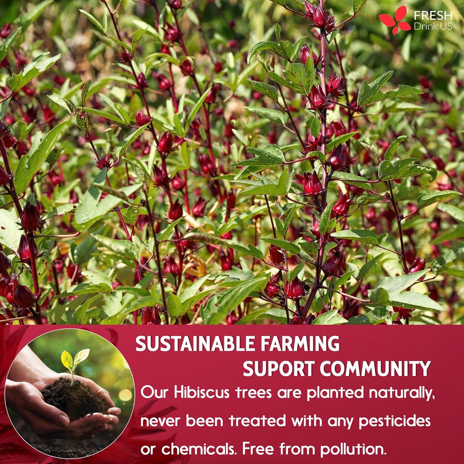 FreshDrinkUS, 140 bolsas de té de flores de hibisco premium, 100% natural, puro de flores de hibisco. Té de hierbas de hibisco de flores sueltas. Té