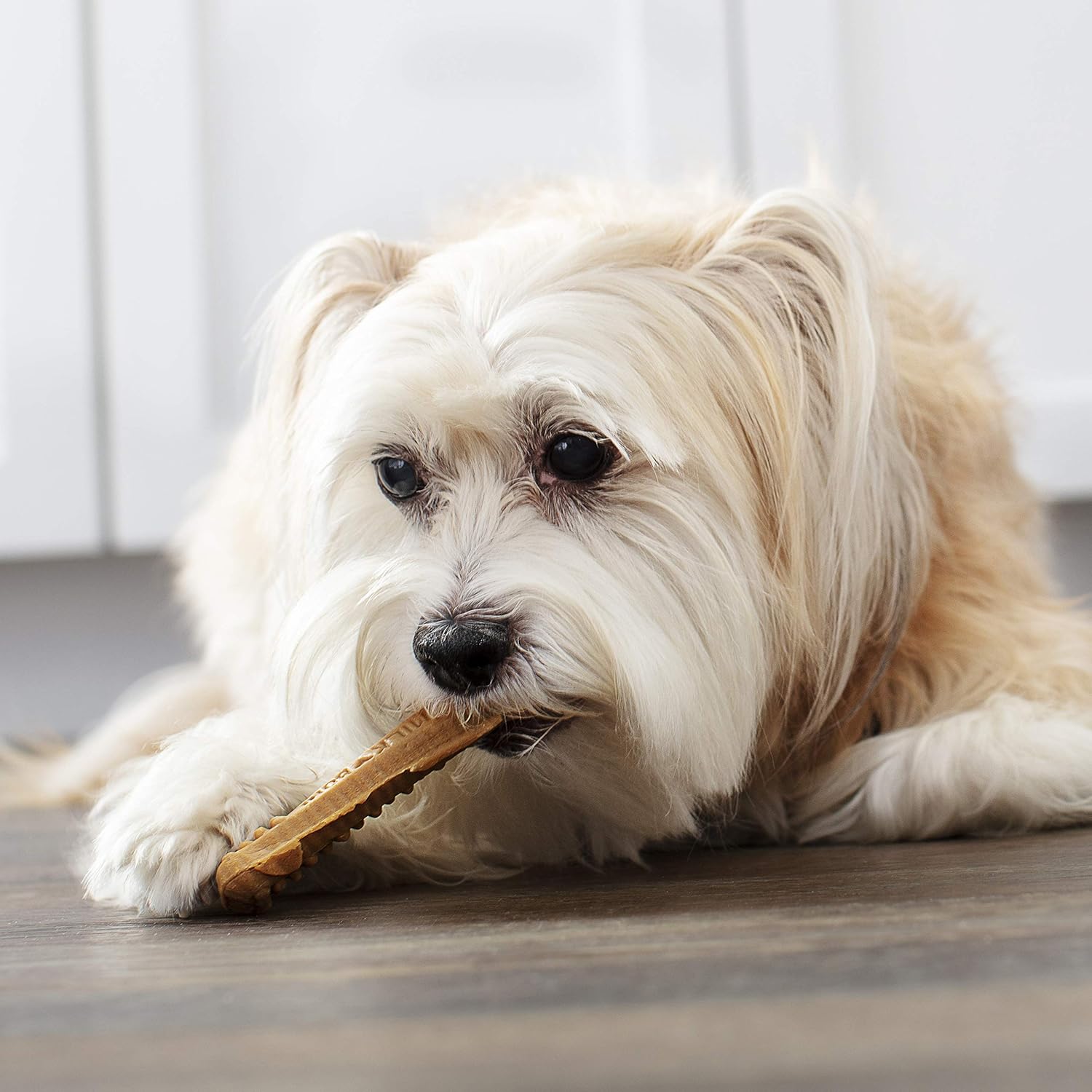 Milk-Bone Brushing Chews – Golosinas dentales diarias para perros, mini, 65 unidades