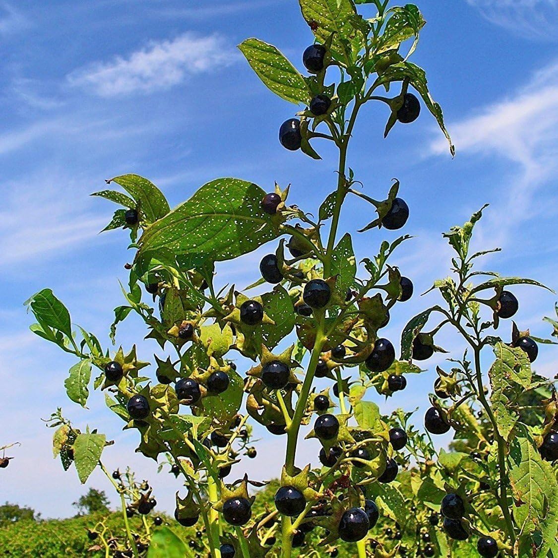Belladonna Seeds (Atropa Belladonna) Más de 30 semillas de flores raras en cápsulas de semillas congeladas para el jardinero y coleccionista de