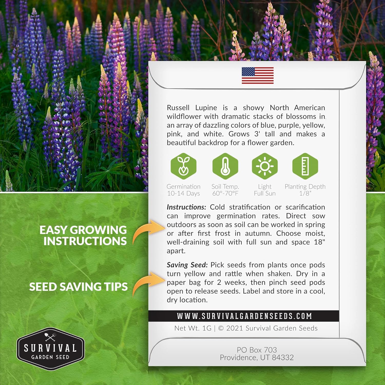 Survival Garden Seeds – Semillas de altramuz Russell para plantar – 2 paquetes con instrucciones para plantar y cultivar flores silvestres al aire
