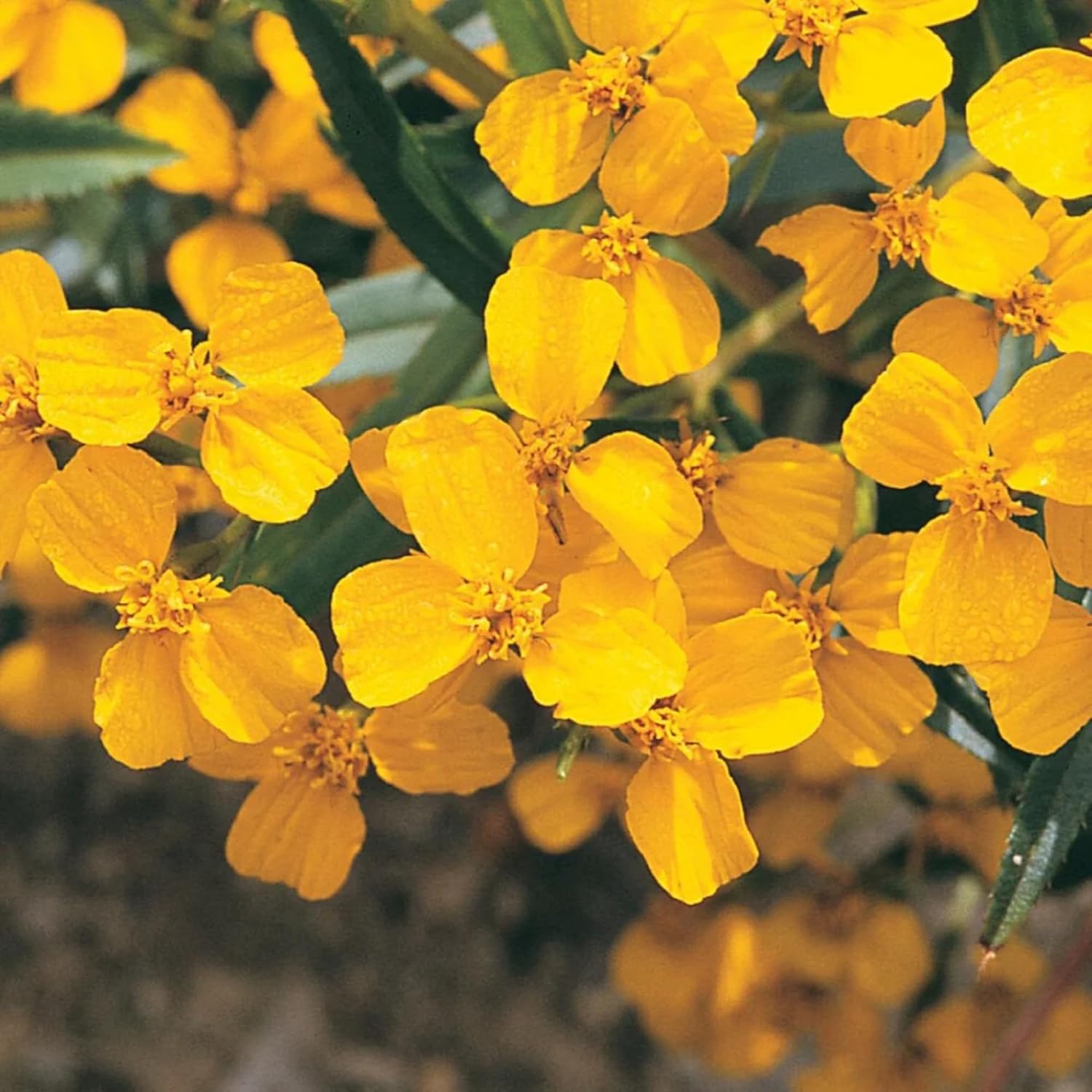 CHUXAY GARDEN Semillas de caléndula de menta mexicana 30 semillas encantadoras flores amarillas estragón mexicano condimento comestible plantas