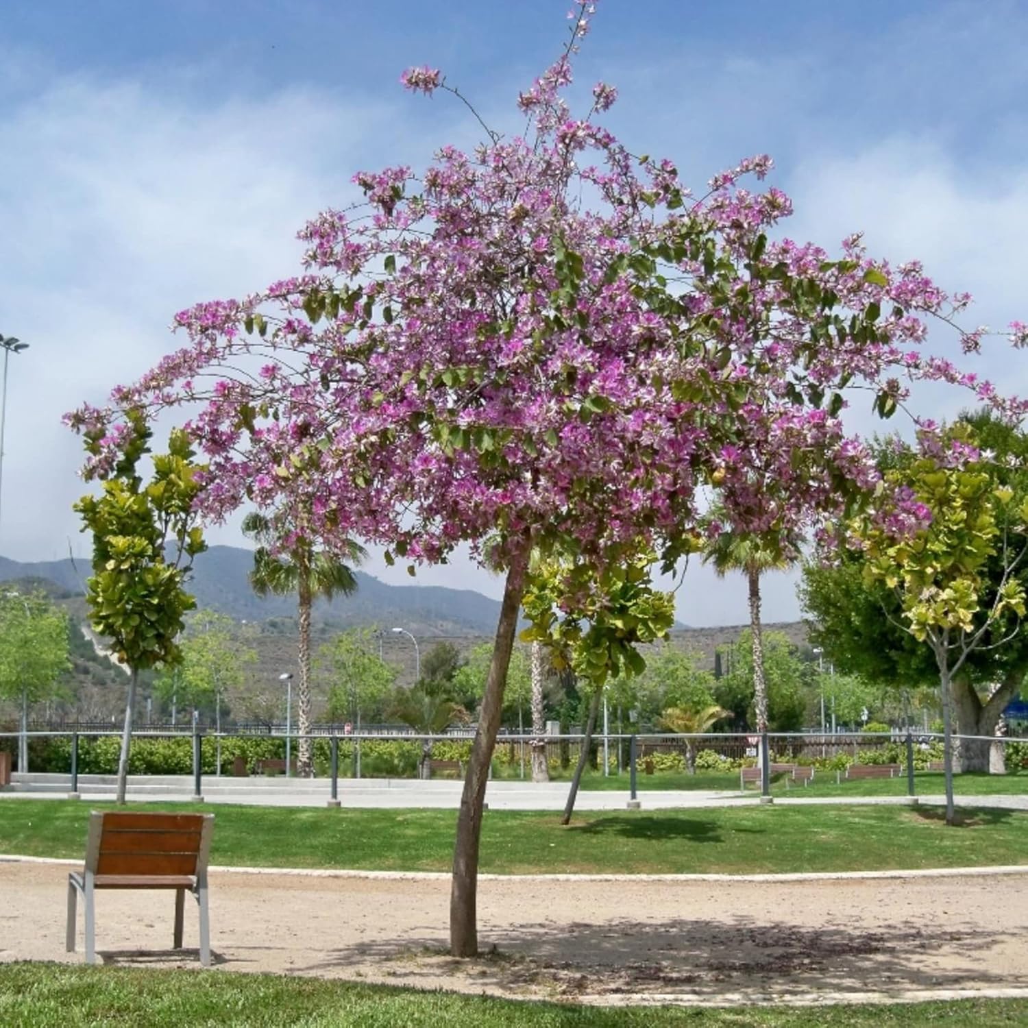 YEGAOL Garden – Semillas de orquídea, árbol de mariposas vistosas y fragantes, atraen mariposas, de bajo mantenimiento, para exteriores, 10 semillas