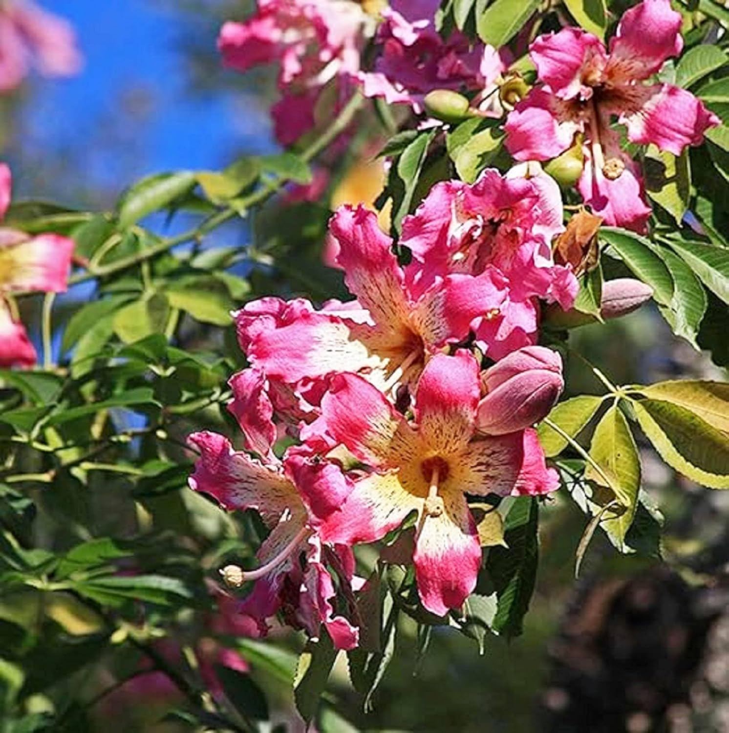 CHUXAY GARDEN Chorisia Speciosa Semillas para plantar hilo de seda Árbol 10 semillas de acento vistoso planta floración Árbol caducifolio llamativa