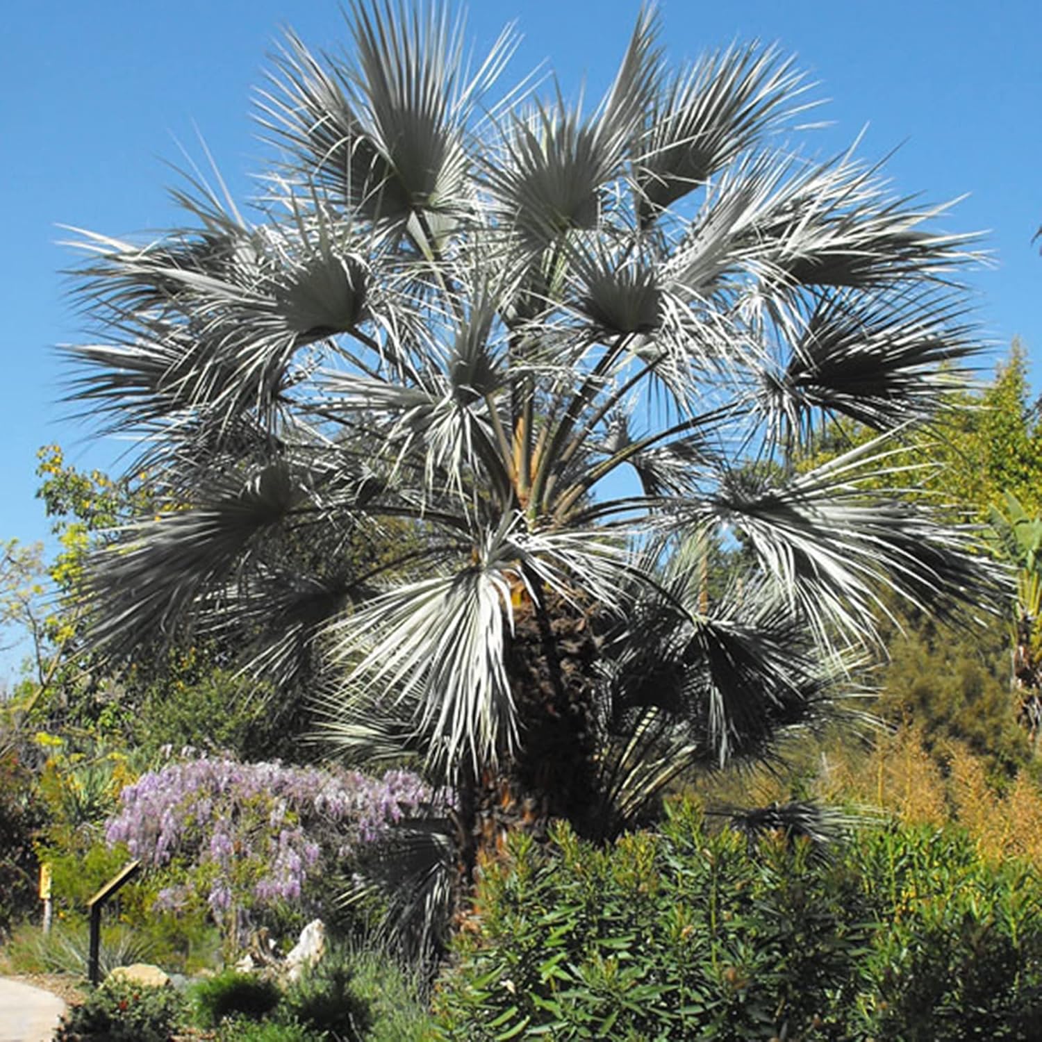 QAUZUY GARDEN 7 piezas de palmera azul mexicana (Brahea Armata) semillas de palma de Hesper azul llamativas, árbol perenne sin OMG, semillas de
