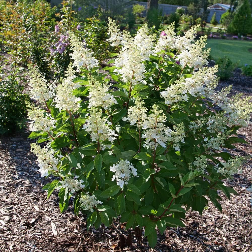 1 galón Pinky Winky Prime Panicle Hydrangea (Paniculata) Planta viva, flores rosas y blancas