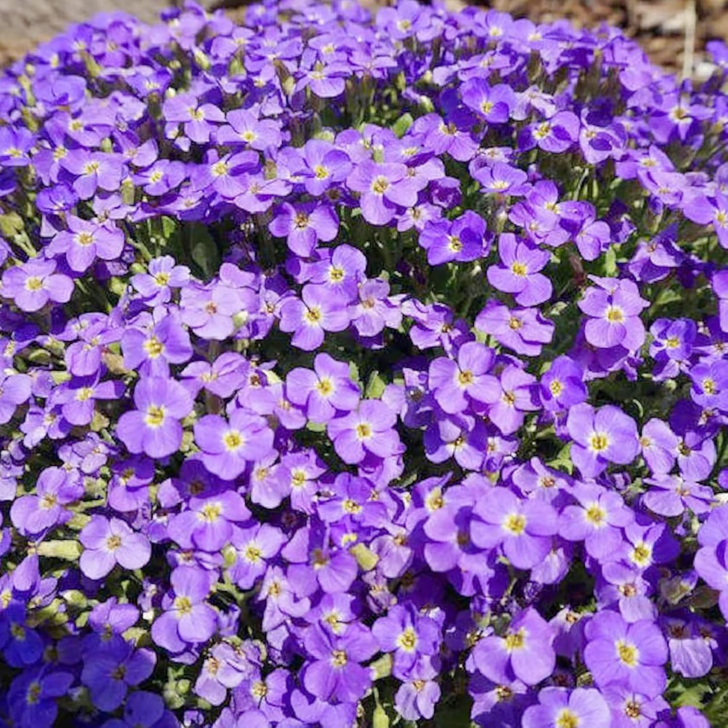 YEGAOL Garden – Semillas de berro de roca Aubrieta Deltoidea, resistentes y perennes, tolerantes a la sequía, atraen polinizadores, fácil de cuidar,