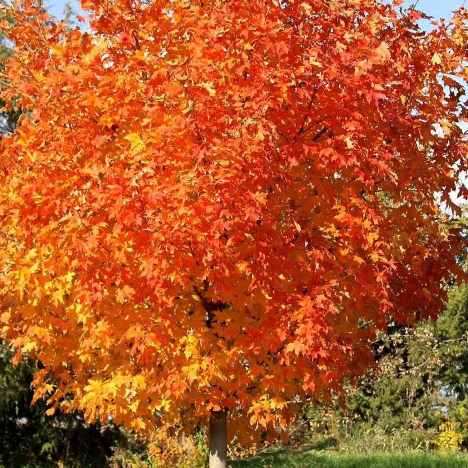 YEGAOL Garden – Semillas de arce azucarado Acer Saccharum Deciduou, árbol ornamental popular en paisajismo al aire libre, 20 semillas de árbol