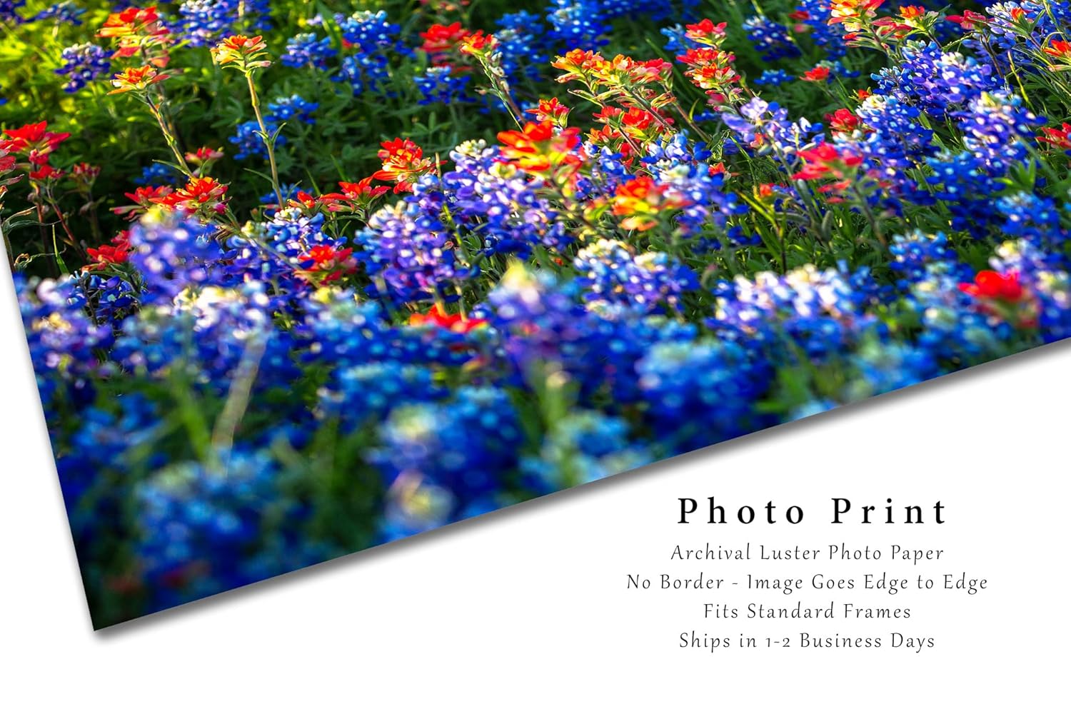 Wildflower Photography Print (Not Framed) Picture of Bluebonnets and Indian Paintbrush on Spring Day in Texas Flower Wall Art Nature Decor (8″ x 12″)