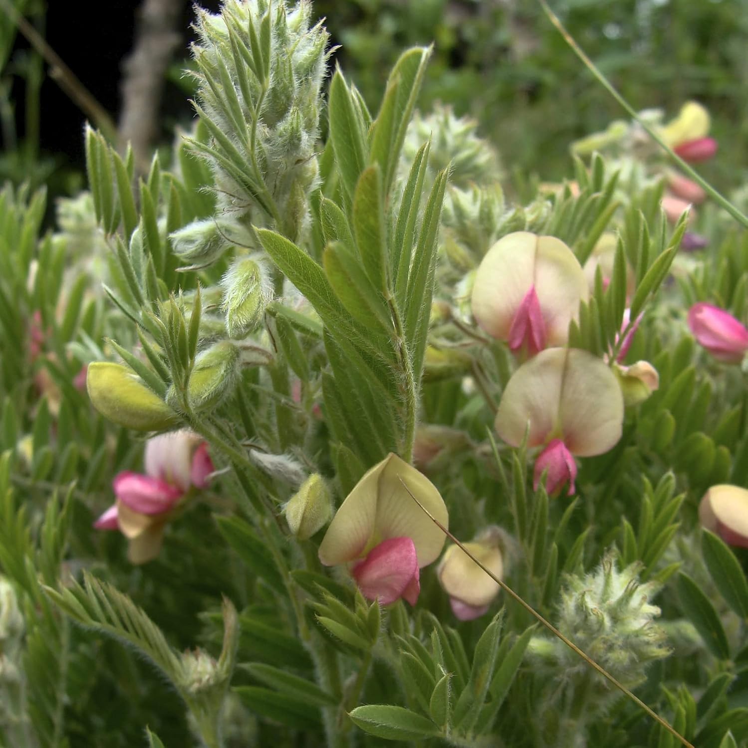 CHUXAY GARDEN 30 semillas Tephrosia Virginiana, Goat-rue, Goat’s rue, Catgut, Rabbit Pea, Virginia Tephrosia Perenne Dicot Aspecto plateado Plantas