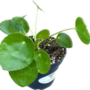 Colecciones de Cactus y Suculentas de 4″ (Planta de Dinero Chino ‘Pilea Peperomioides’) Colecciones de Cactus y Suculentas de 4″ (Planta de Dinero Chino ‘Pilea Peperomioides’)