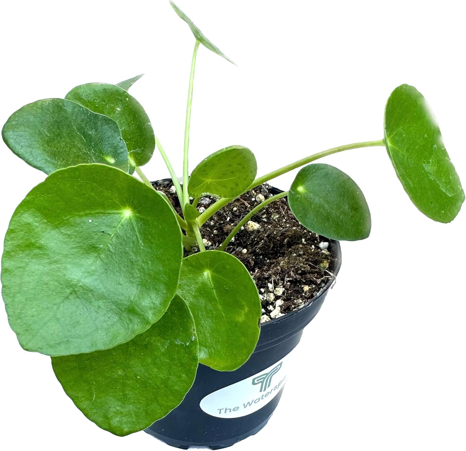 Colecciones de Cactus y Suculentas de 4″ (Planta de Dinero Chino ‘Pilea Peperomioides’)