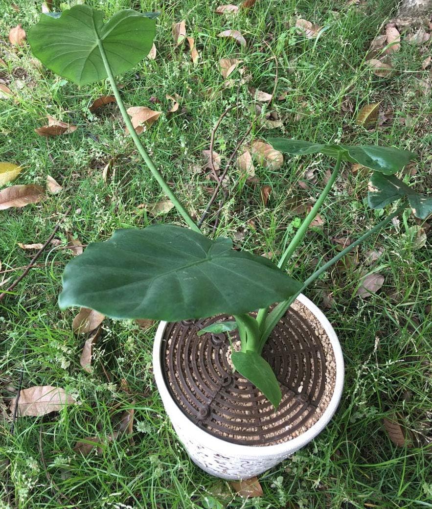 Maceta de rejilla para macetas, cubierta de seguridad para bebés, para proteger a los niños, mascotas, plantas, color negro, 20.8 pulgadas, paquete