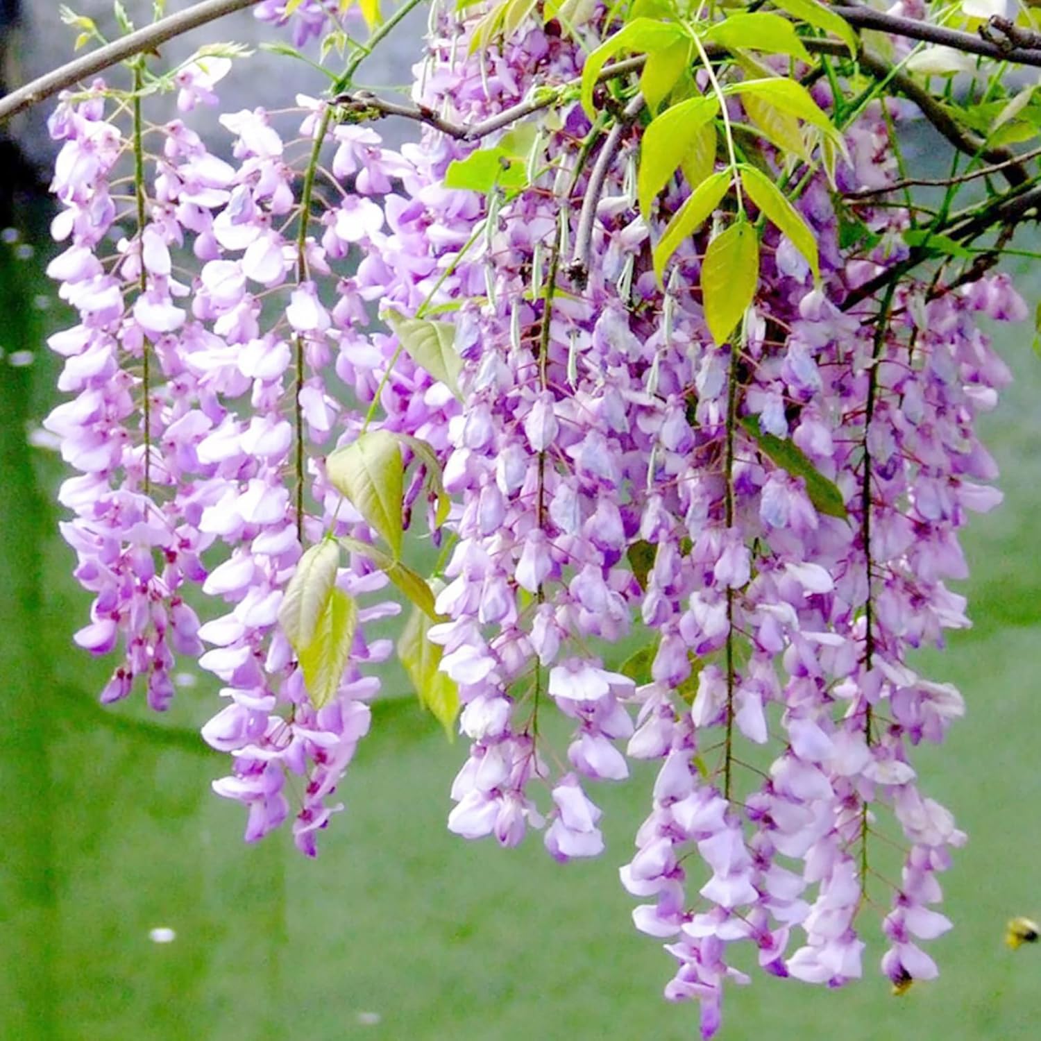 YEGAOL Garden – Semillas de glicina sinensis fragante trepador caducifolio atrae mariposas, ciervos, resistentes a la sequía, pérgolas, vallas para