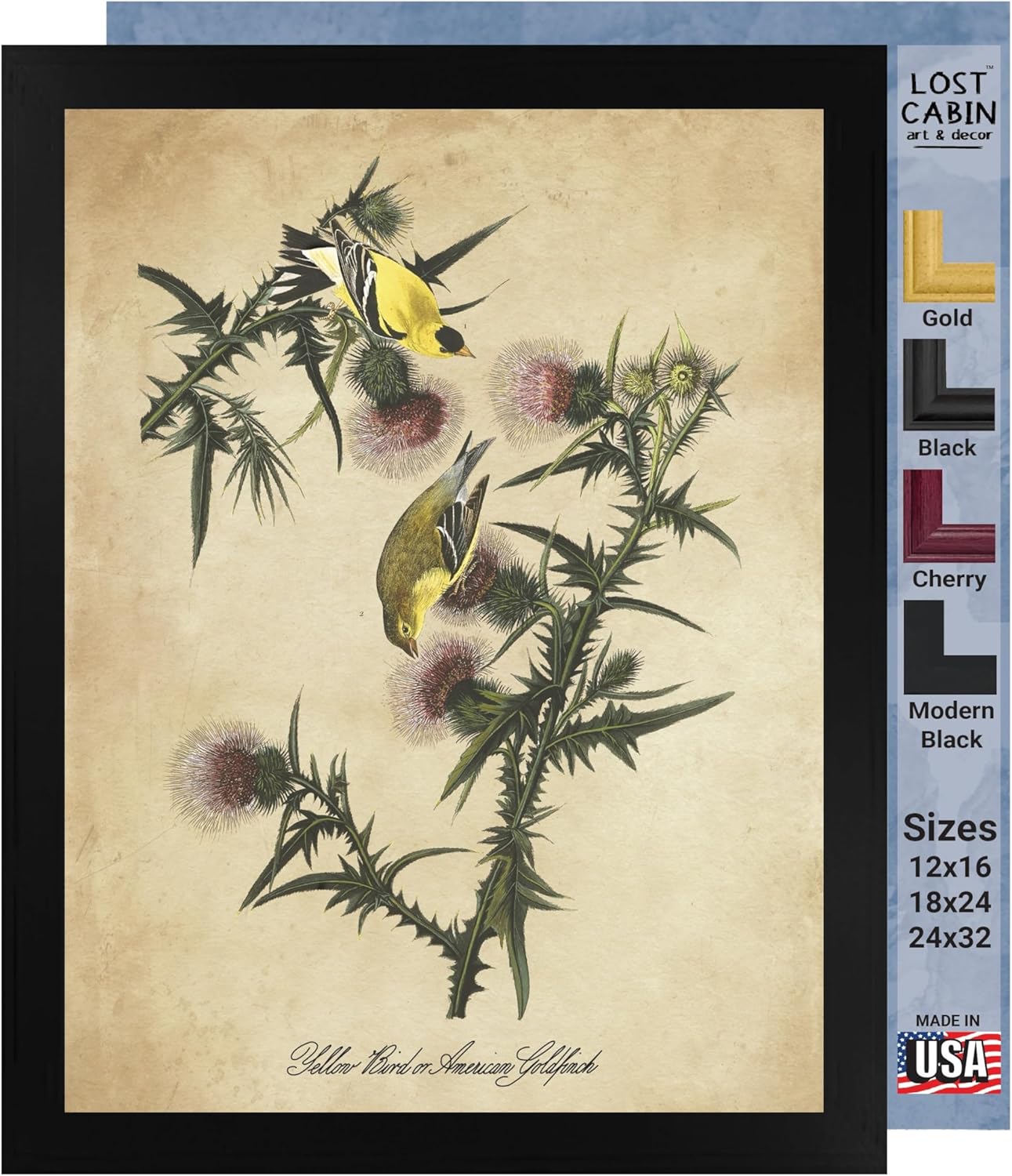 Jilguero americano de James Audubon 12 x 16 con marco biselado negro  Decoración artística enmarcada para pared  Reproducción de pintura fina