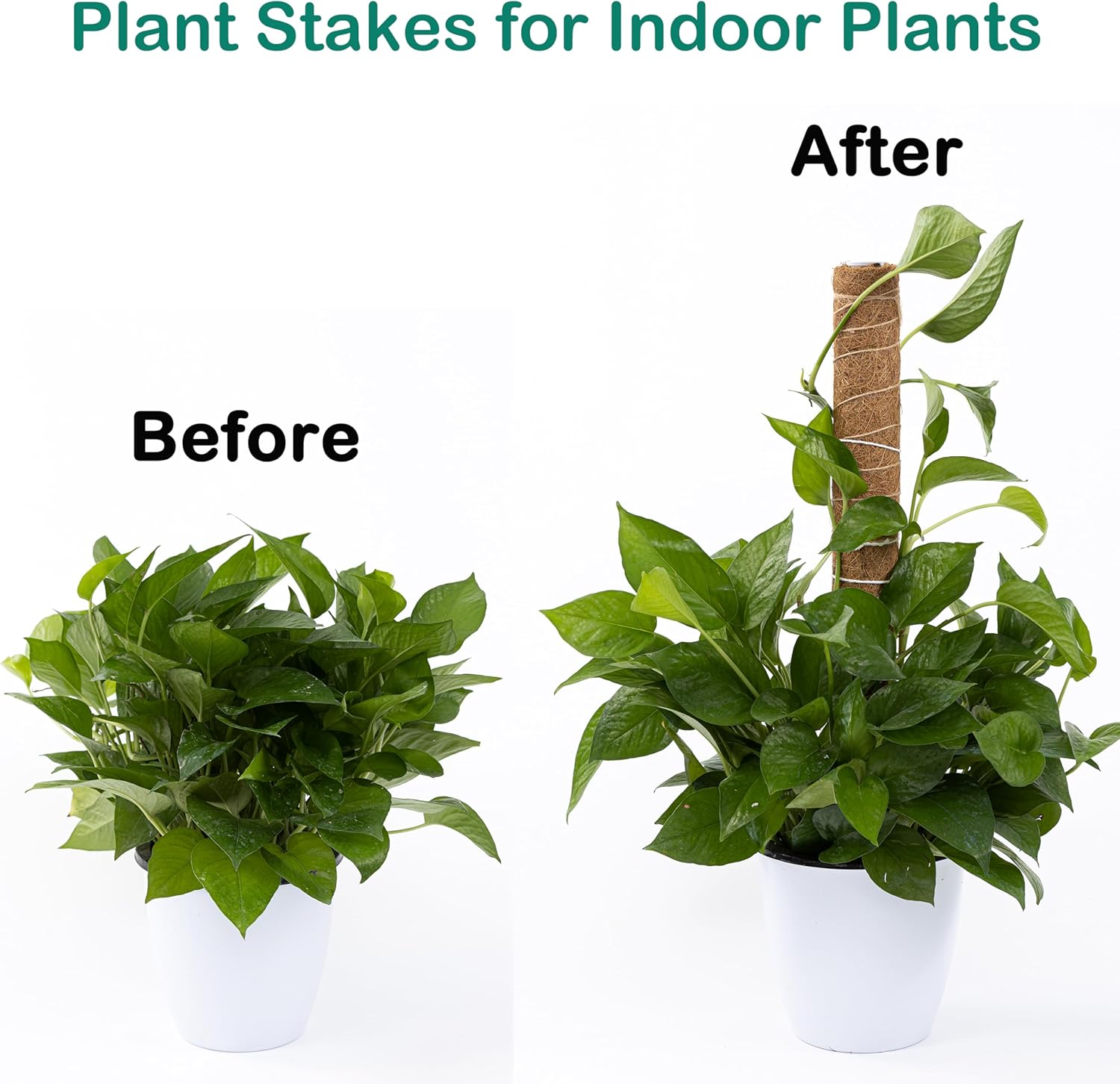 Poste de musgo de 63 pulgadas para plantas Monstera, paquete de 4 postes de musgo de 19.9 pulgadas para plantas trepadoras, estacas para plantas de