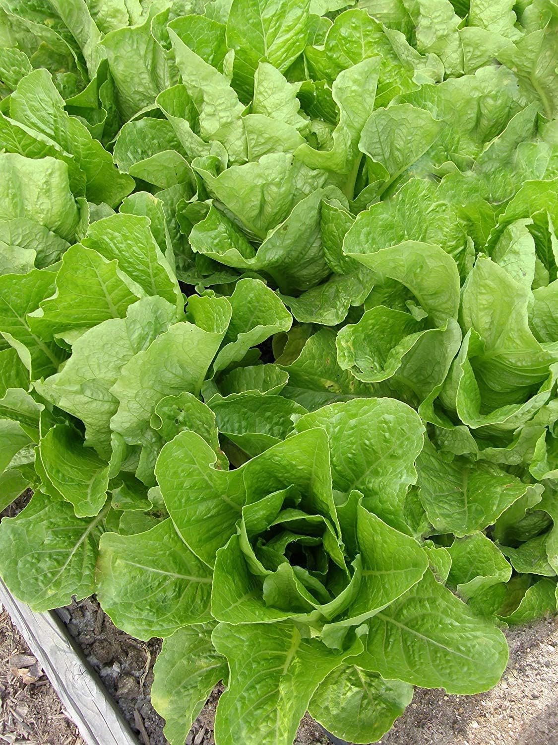 Jericho Semillas de lechuga romana para plantar, más de 500 semillas tradicionales por paquete, semillas de jardín de Isla (semillas de jardín de