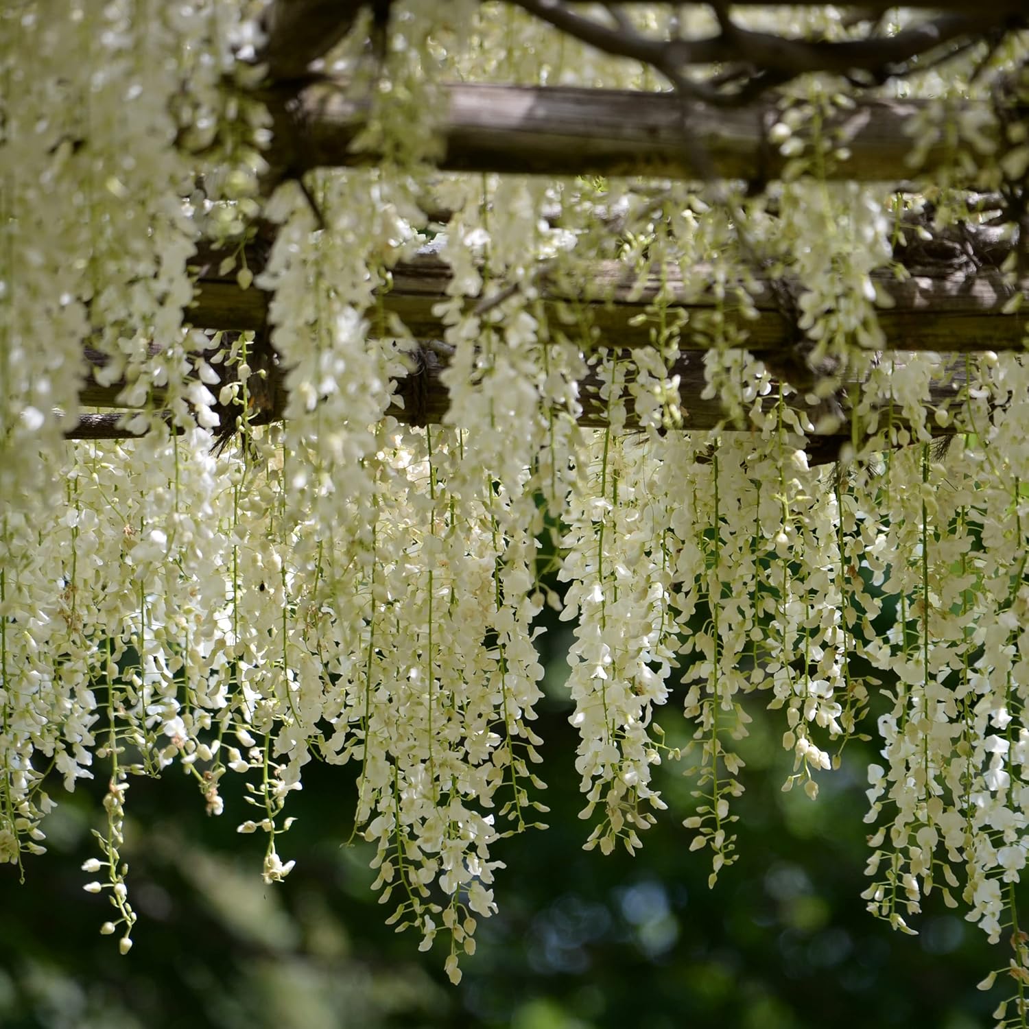 Waipfaru Paquete de 12 flores colgantes de glicina, flores artificiales de glicina blanca de 3.6 pies, guirnalda de glicinias, enredaderas colgantes