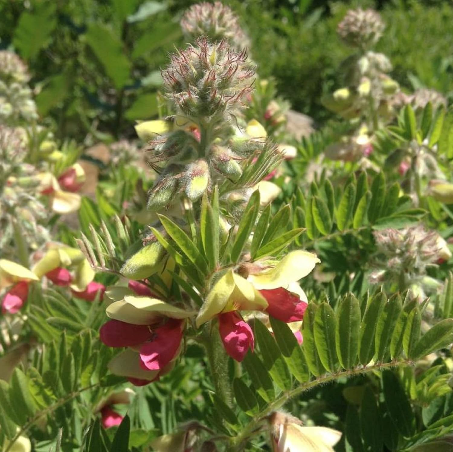 CHUXAY GARDEN 30 semillas Tephrosia Virginiana, Goat-rue, Goat’s rue, Catgut, Rabbit Pea, Virginia Tephrosia Perenne Dicot Aspecto plateado Plantas