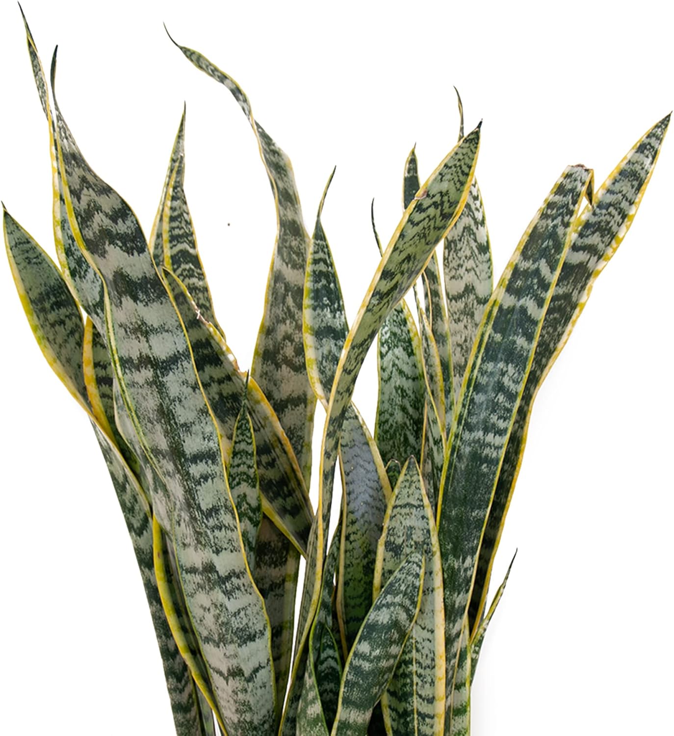 Sansevieria Live Indoor Snake Planta