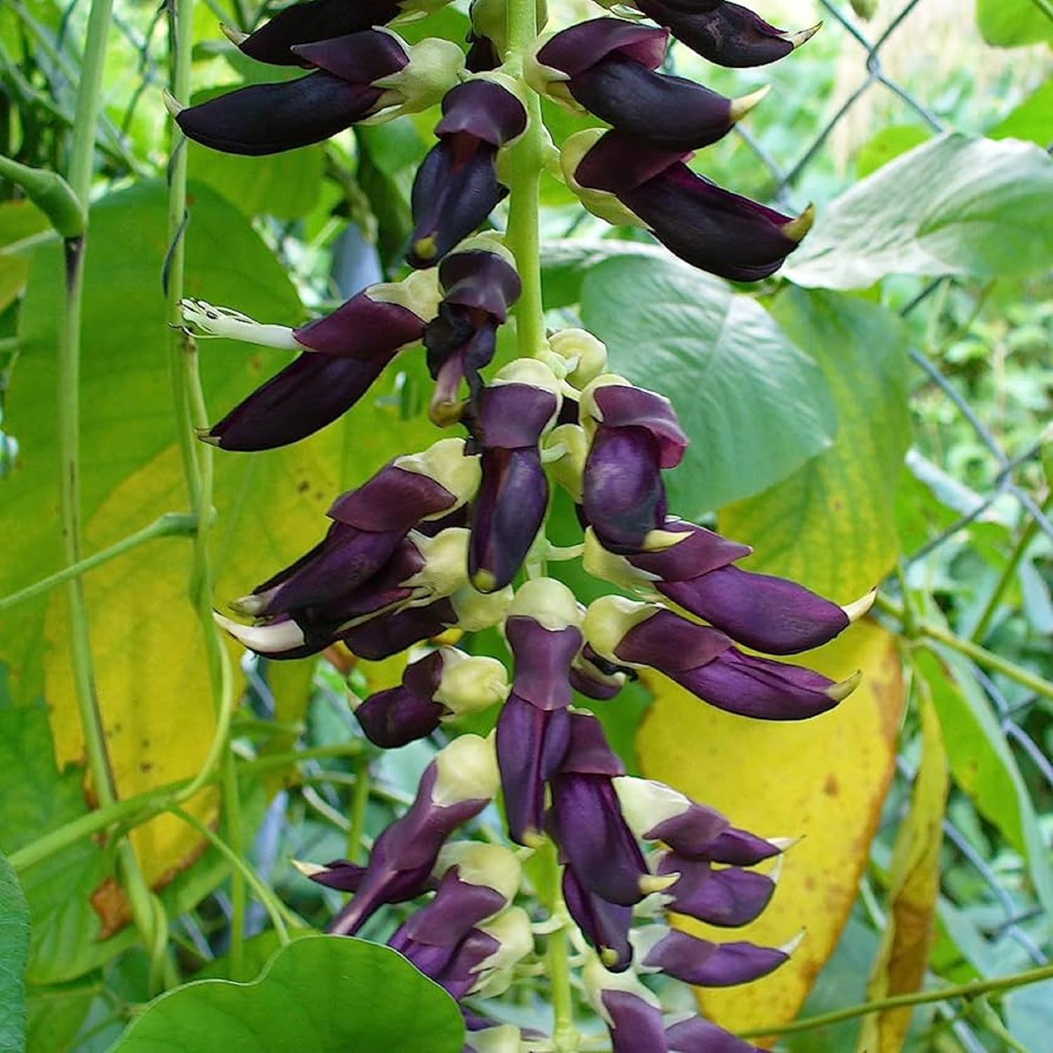 CHUXAY GARDEN Semillas de frijol de terciopelo, 60 semillas de reliquia, mucuna pruriens, planta comestible, orgánica, vegetal, anual, arbusto