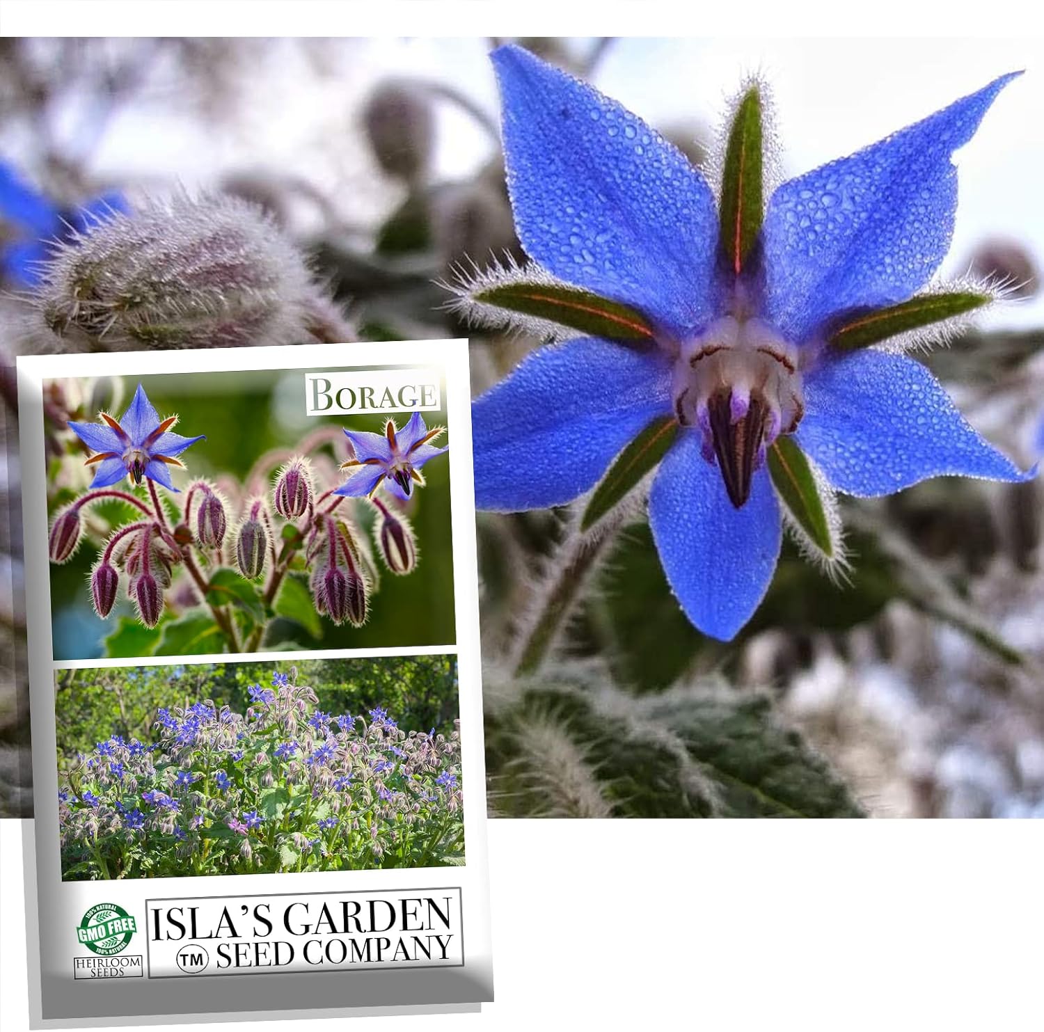 Semillas de flores de hierbas “Borage” para plantar, más de 125 semillas por paquete, semillas de jardín de Isla (semillas de jardín de Isla),
