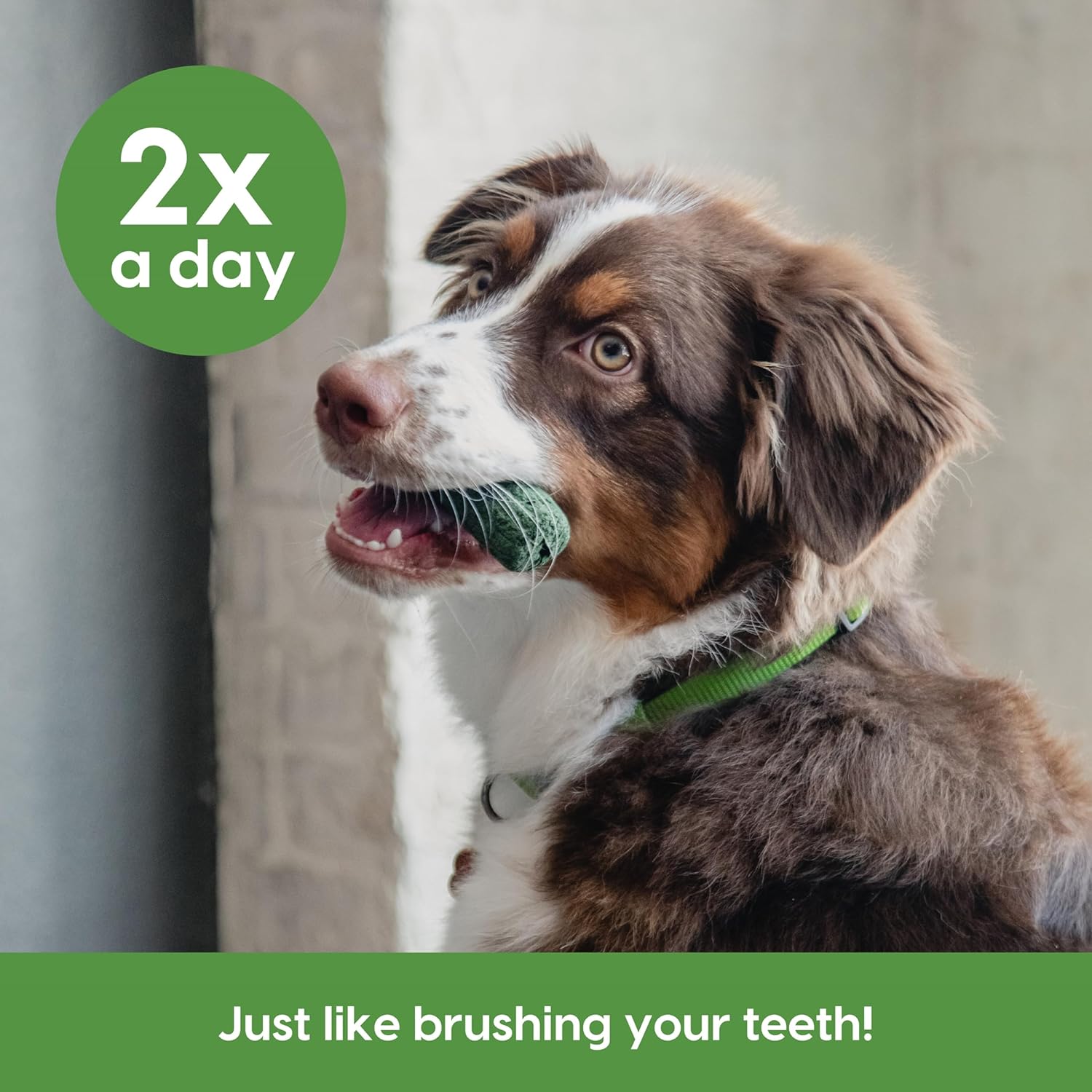 Ark Naturals Pasta de dientes sin escobillas para encías sensibles, masticables dentales para perros para razas medianas, recomendado por