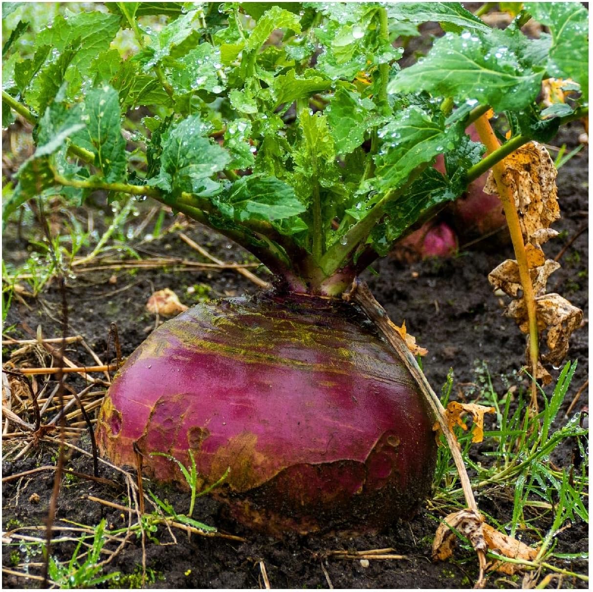Everwilde Farms – 500 semillas de Rutabaga American Purple Top – Paquete de semillas jumbo Gold Vault