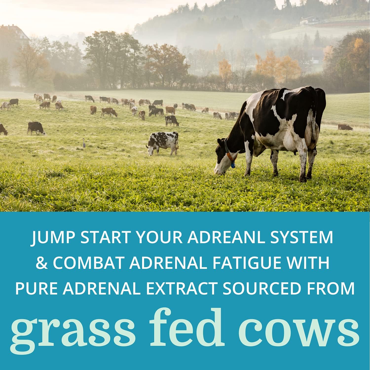 Adrenergy Best Process Alkaline  Apoyo suprarrenal natural con extracto de glándula suprarrenal, adaptógenos, vitaminas y minerales