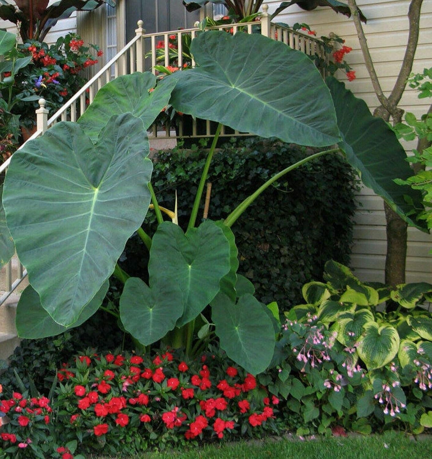 3 BOMBILLAS VIVAS Colocasia gigantea Tailandia Oreja de elefante gigante tailandés gigante enorme hoja