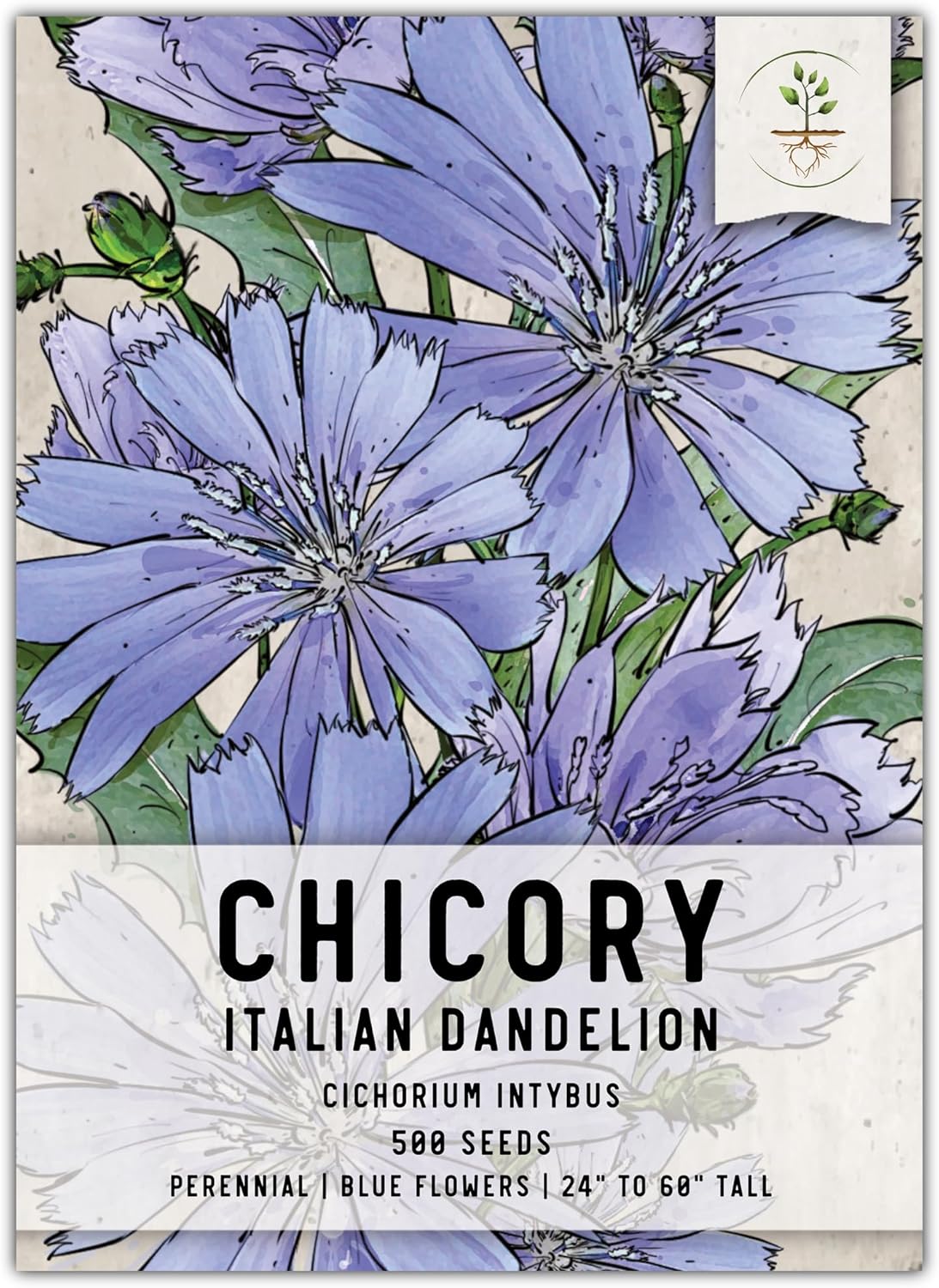 Seed Needs, Semillas de achicoria, 500 semillas tradicionales para plantar Cichorium intybus, sin OMG y sin tratar, diente de león italiano (paquete