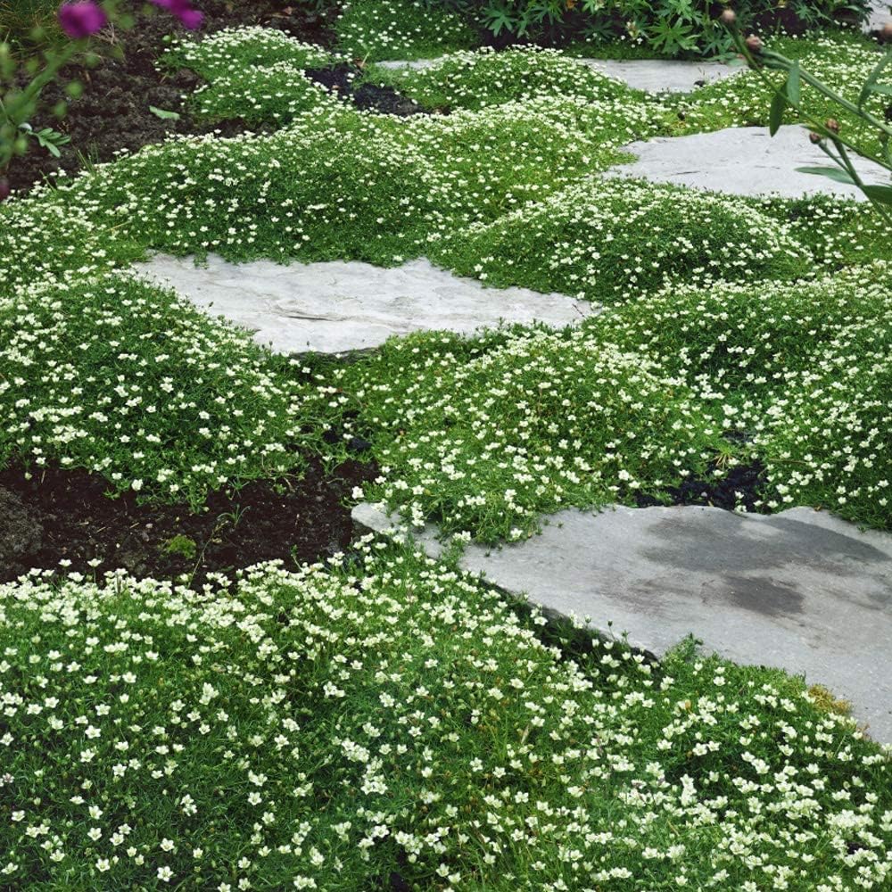 Semillas de musgo irlandés para plantar, cultiva una impresionante cubierta del suelo que florece atractivas flores blancas, fabricadas en Estados