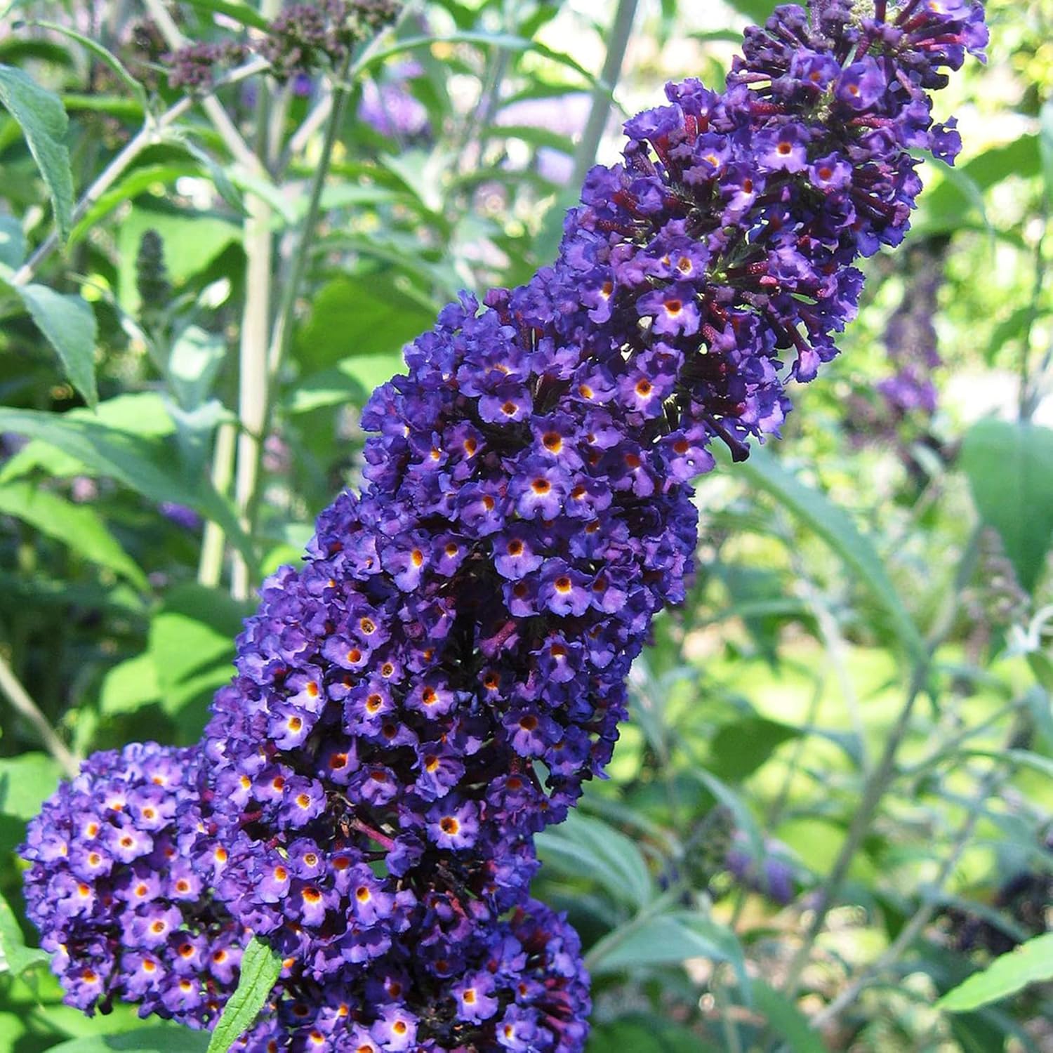 YEGAOL Garden – Semillas de arbusto de mariposa morada Buddleia Davidii, fragantes, de rápido crecimiento, arbusto caducifolio, atrae mariposas,