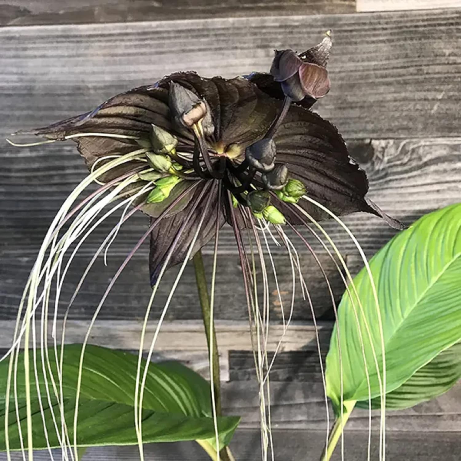 CHUXAY GARDEN Semilla de murciélago negro, 5 semillas, flor del diablo, planta ornamental, atrae mariposas y abejas, encanto exótico, extremadamente