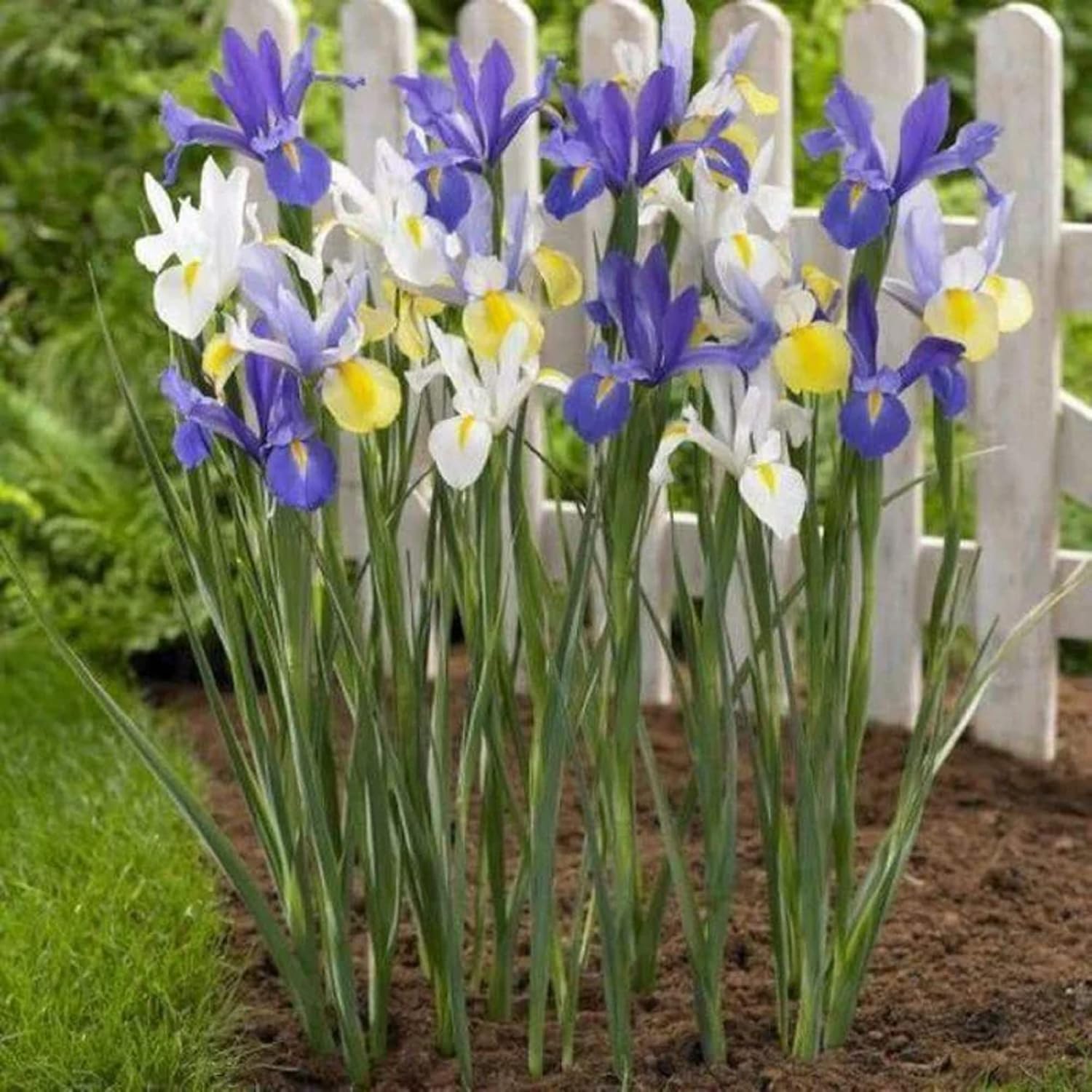 CHUXAY GARDEN Mix Iris Hollandica, semillas de iris holandés, flor de lis, 25 semillas de flores blancas, amarillas, azules, encantadoras, plantas