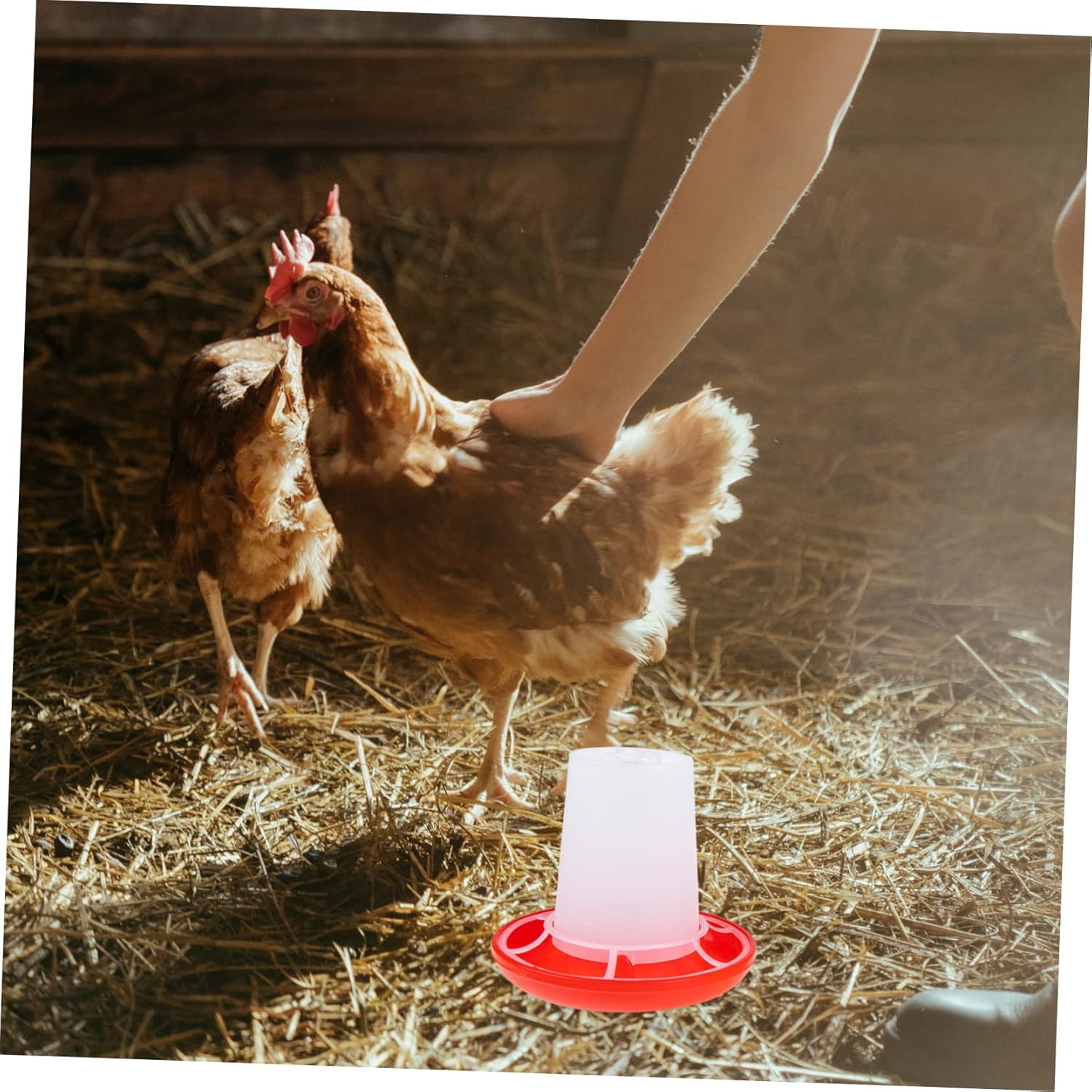 Alimentador de pollitos domésticos, alimentador de codorniz, alimentador de palomas, alimentador de pollitos pequeño, bebedero para aves de corral,