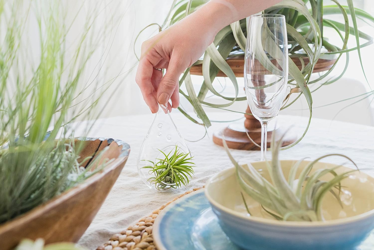Paquete de 3 hebras gruesas de musgo español colombiano vivo con gancho de alambre, plantas suculentas de Tillandsia vivas, decoración para el hogar