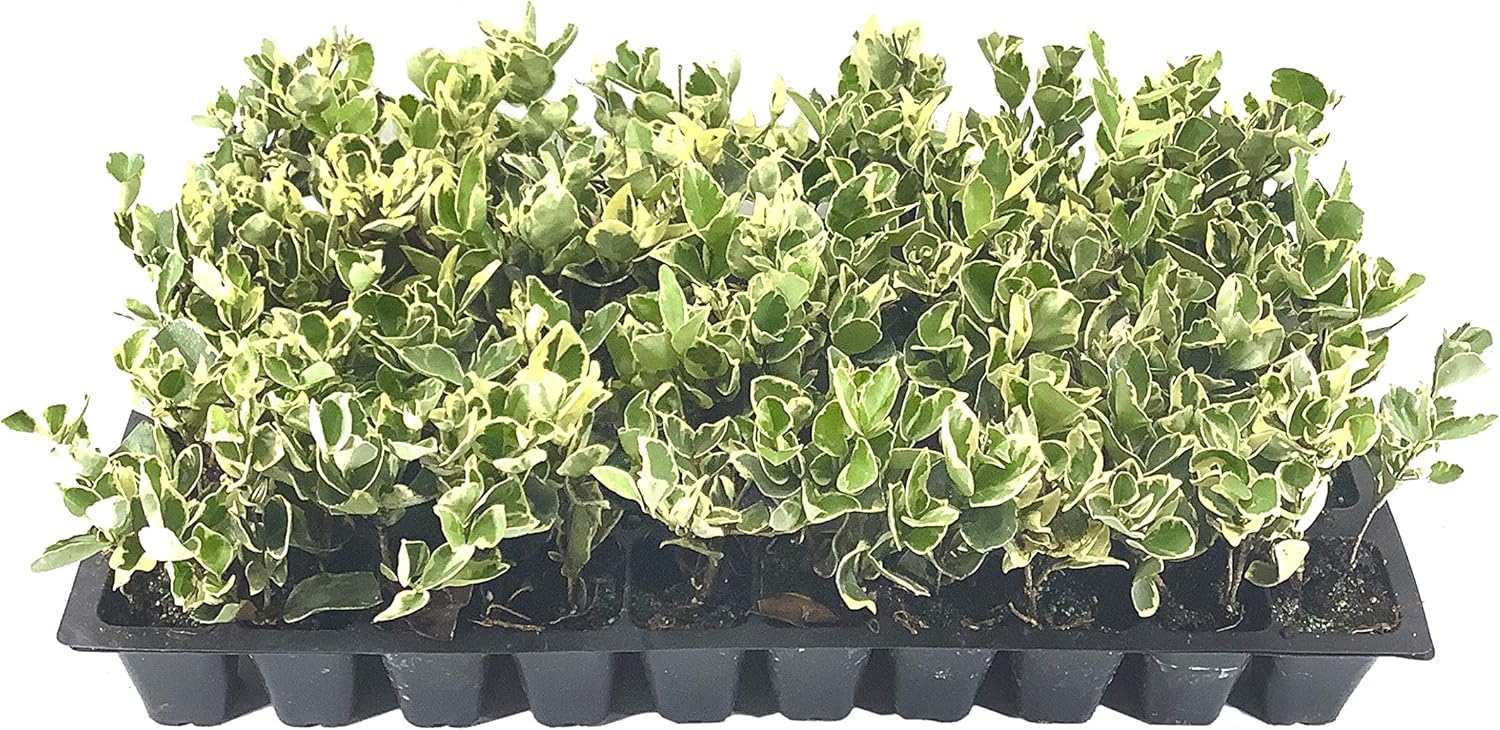 Ligustrum Japonicum Jack Frost – 40 plantas vivas – Consejos abigarrados de cobertura de privacidad de hoja perenne